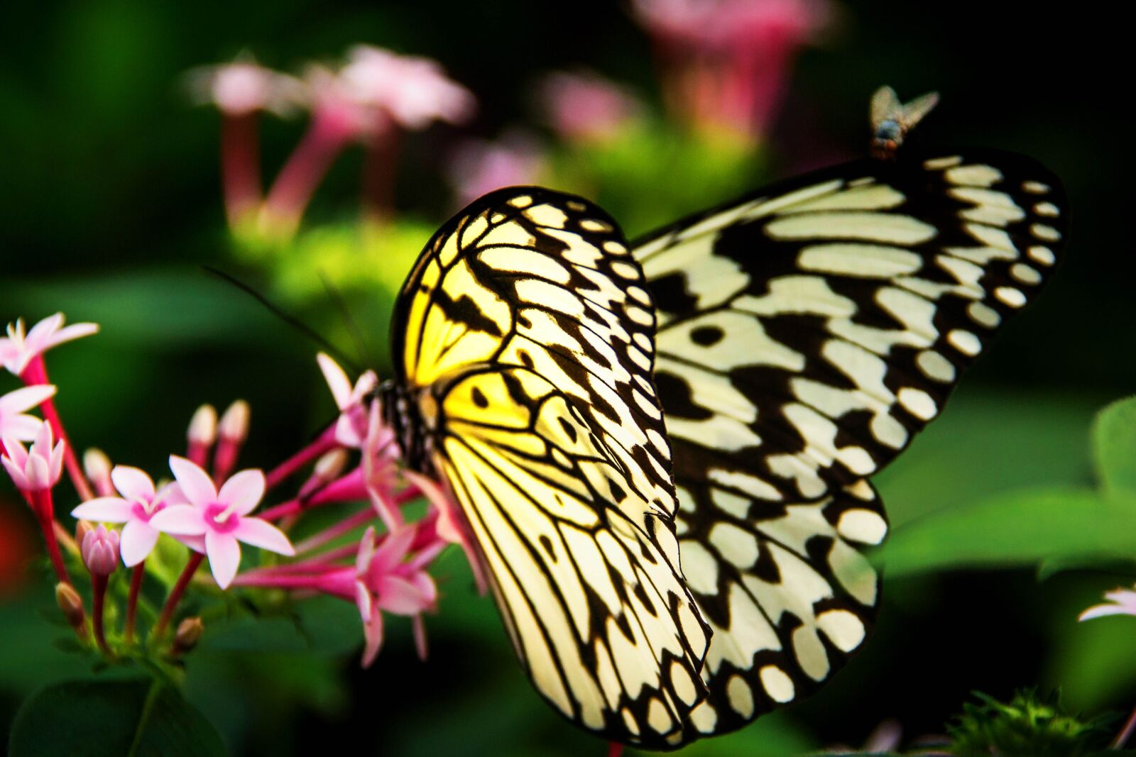 Canon EOS 600D (Rebel EOS T3i / EOS Kiss X5) sample photo. Butterfly, nature, summer photography
