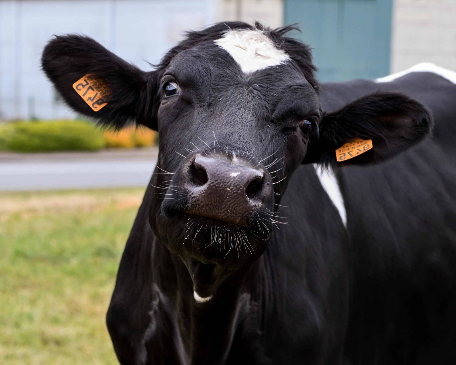 Nikon D500 sample photo. Cow, livestock, bull, cattle photography