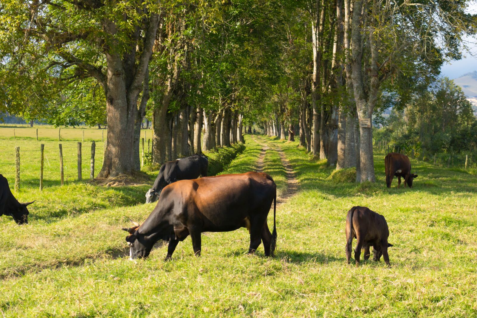 Canon EOS 750D (EOS Rebel T6i / EOS Kiss X8i) sample photo. Cow, path, livestock photography