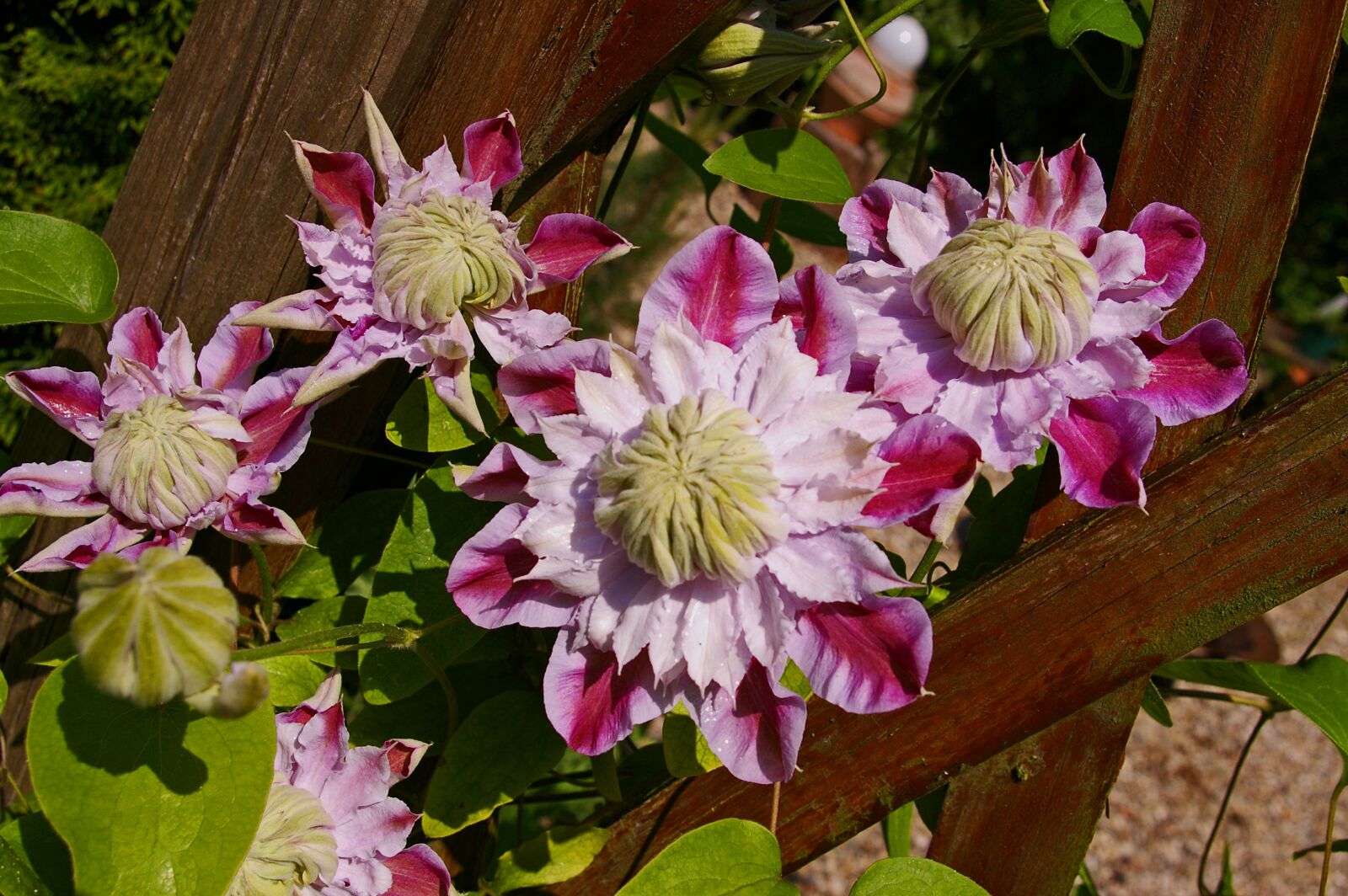 Pentax *ist DL2 sample photo. Clematis, bloom, flower photography