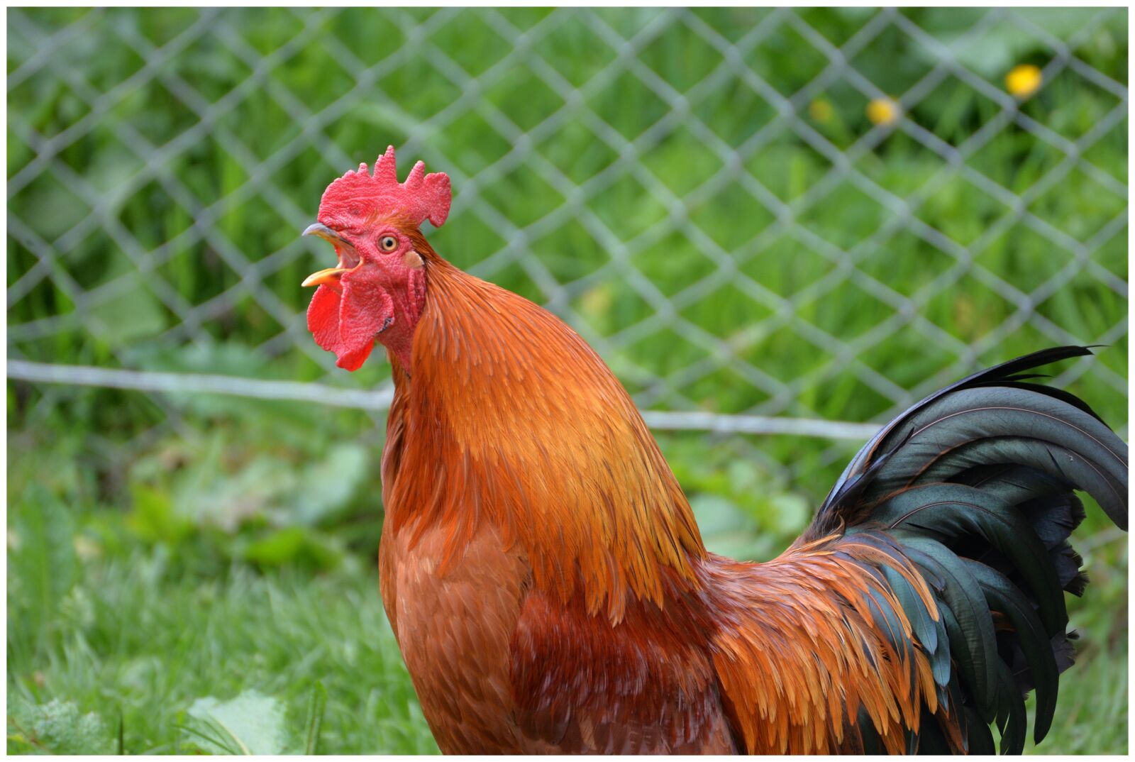 Nikon D610 sample photo. Nature, farm, vocals photography
