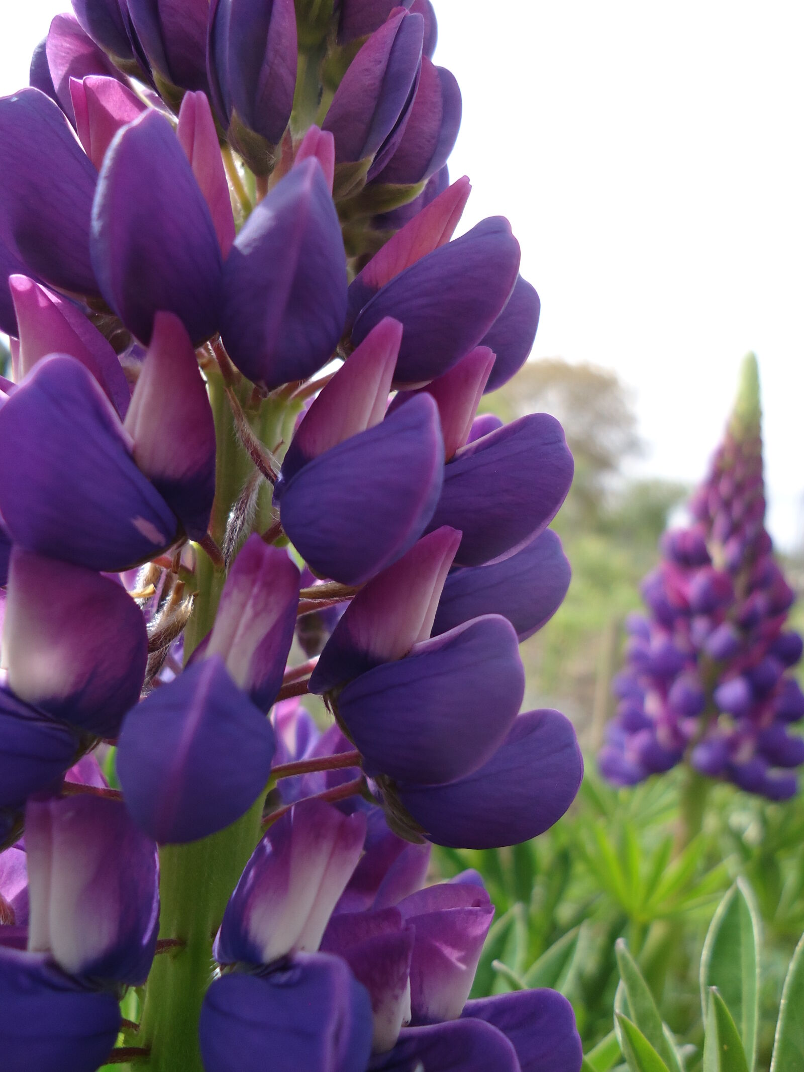 Sony Cyber-shot DSC-W610 sample photo. Lupin, purple photography