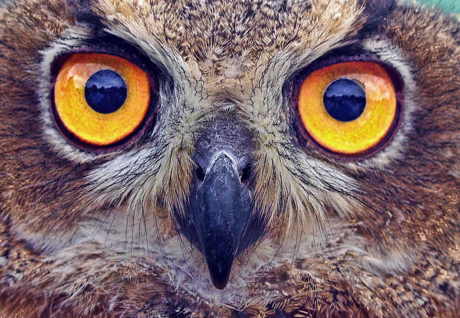 Olympus E-10 sample photo. Owl, eyes, stare photography