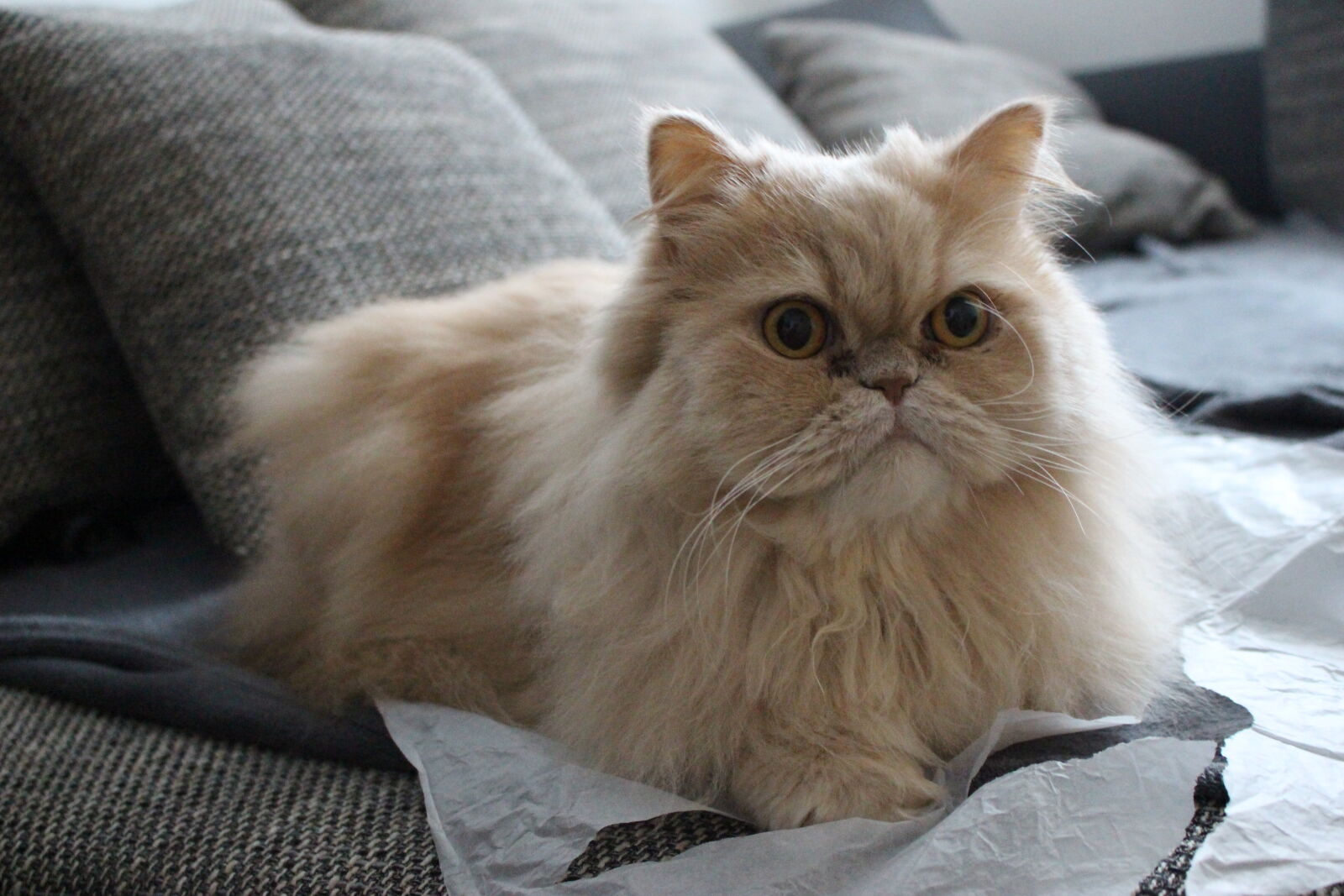 Canon EOS 100D (EOS Rebel SL1 / EOS Kiss X7) sample photo. Cat, grey, hangover, pet photography