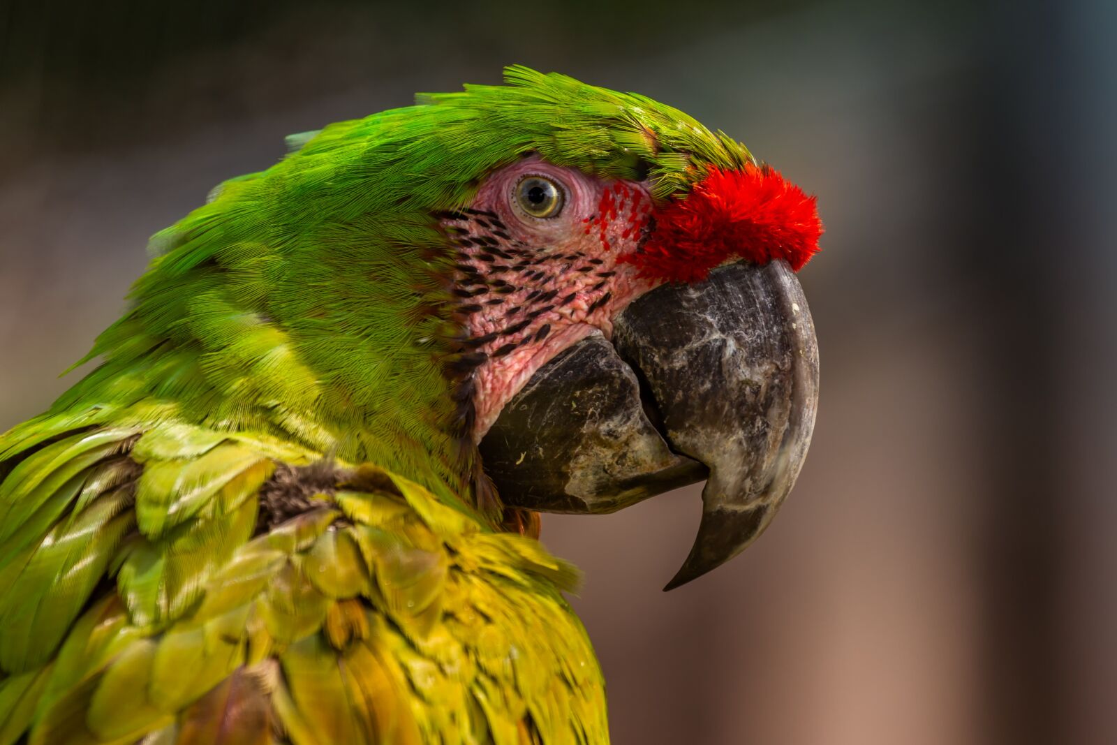 Canon EOS 60D + Canon EF 70-300mm F4-5.6L IS USM sample photo. Parrot, colorful, ara photography