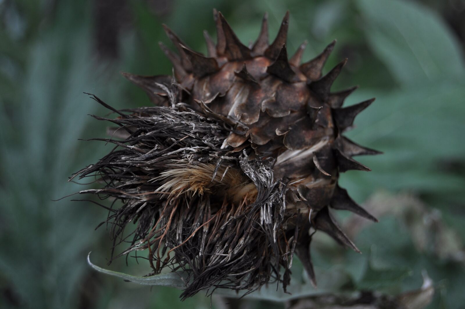 Nikon D5000 sample photo. Botanic, botanical garden, bonatical photography
