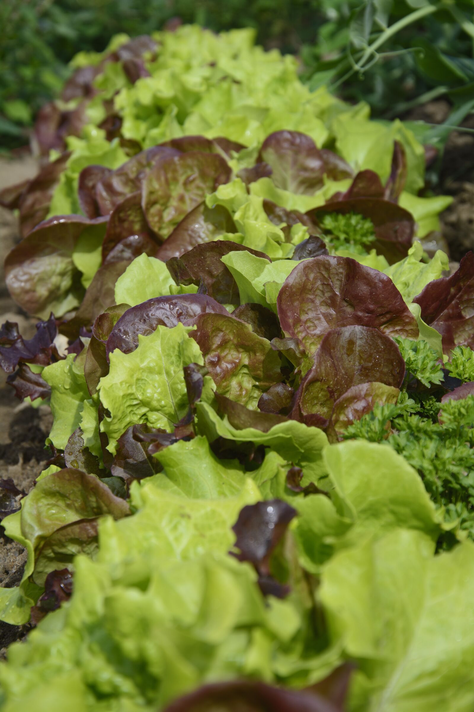 Nikon D7100 sample photo. Lettuce, salad, eat photography