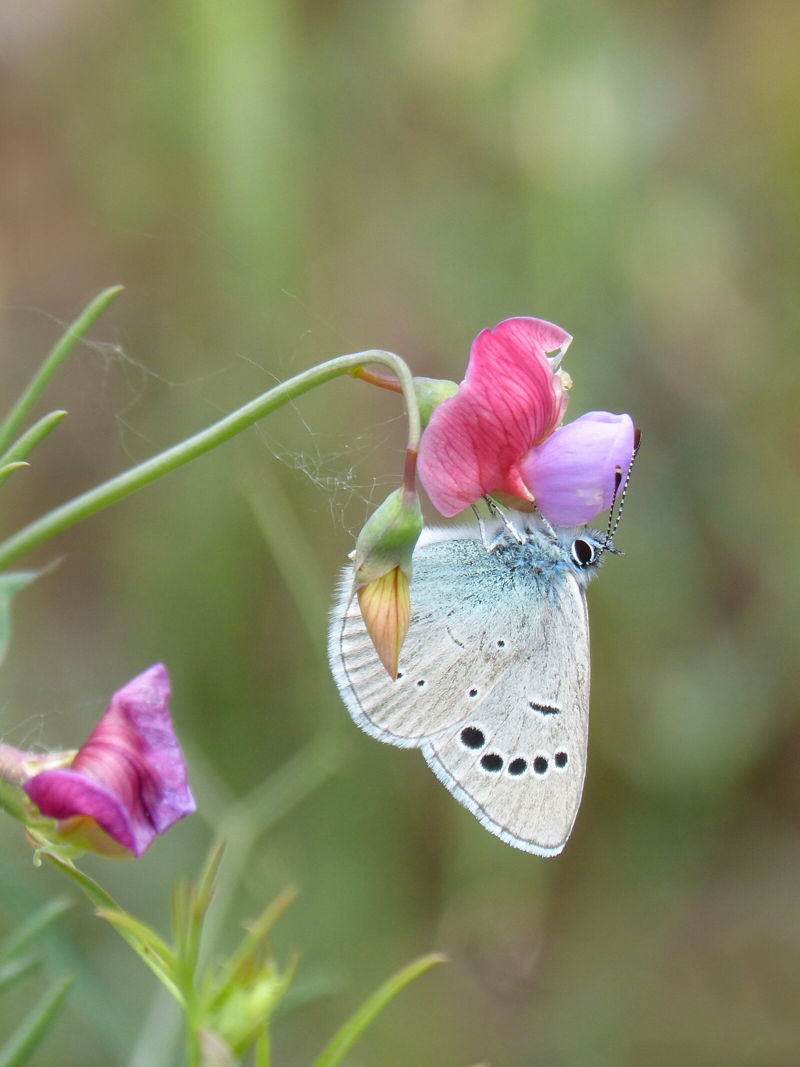 Panasonic DMC-FZ62 sample photo. Blue butterfly, pseudophilotes panoptes photography