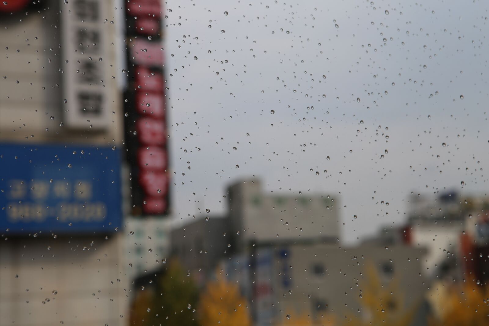 Canon EOS 6D + Canon EF 24-70mm F2.8L USM sample photo. Rainy day, non, umbrella photography