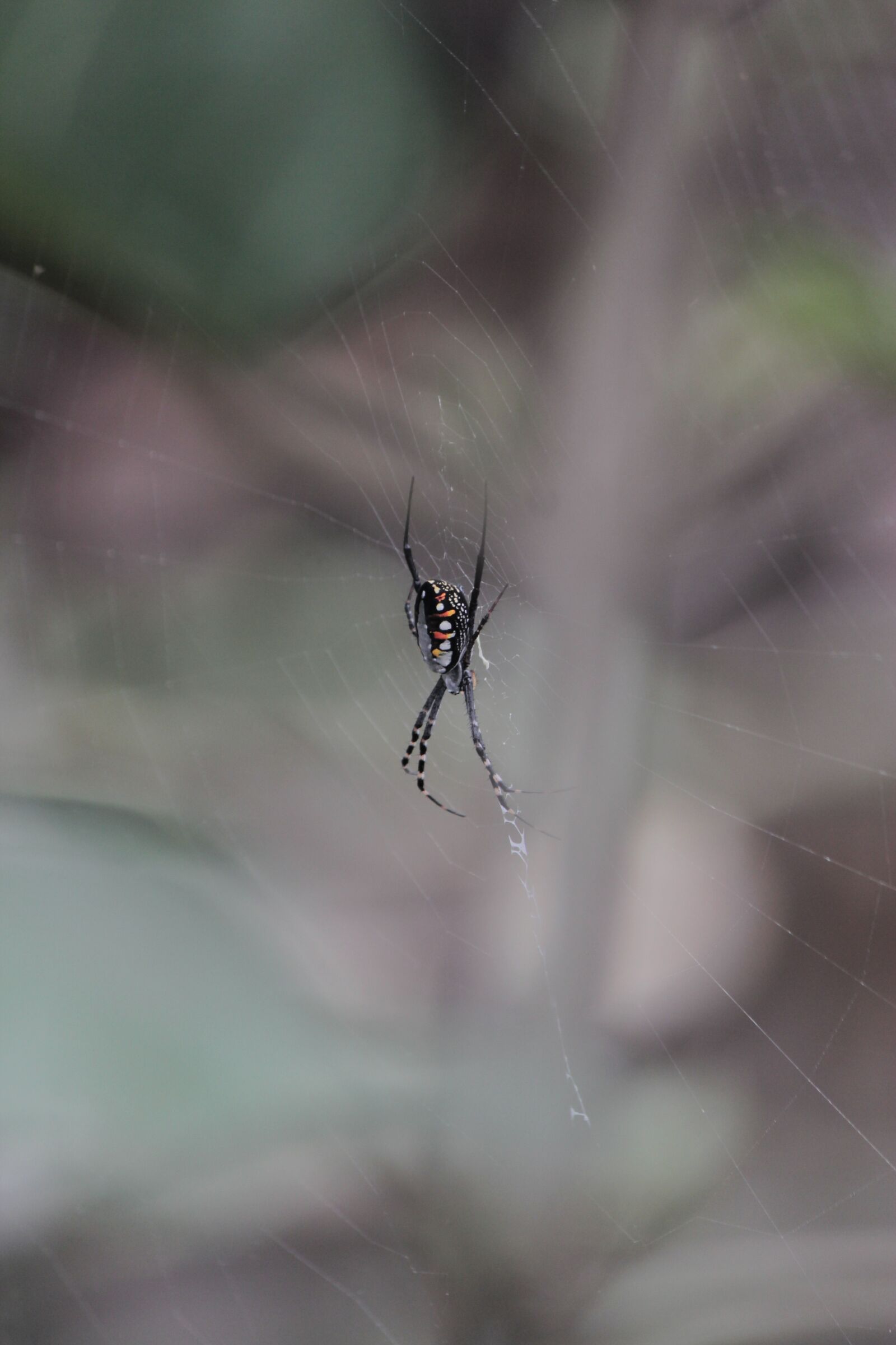Canon EOS 60D + Canon EF-S 55-250mm F4-5.6 IS sample photo. Spider, animals, insects photography