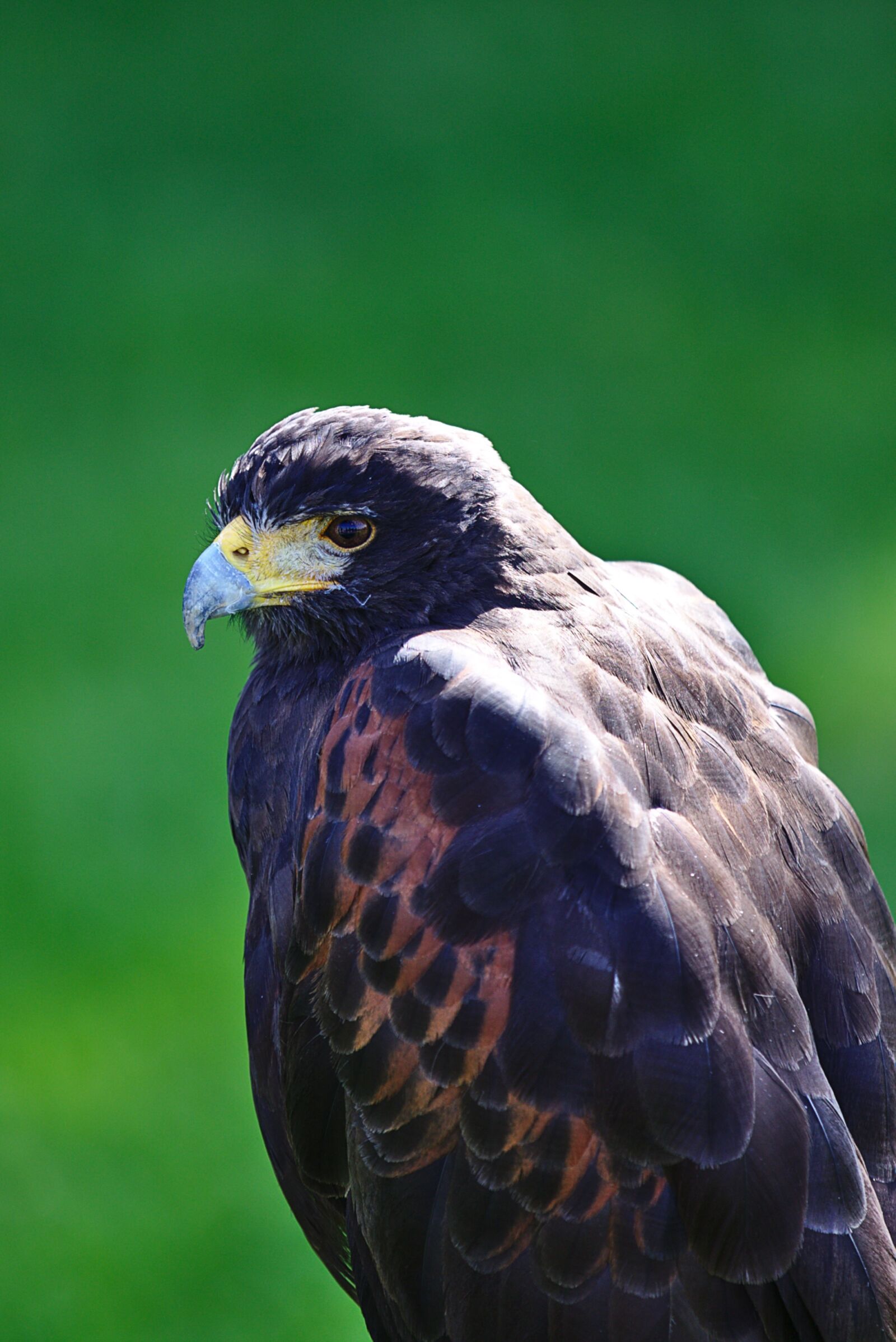 Canon EOS 6D sample photo. Harris hawk, raptor, bird photography