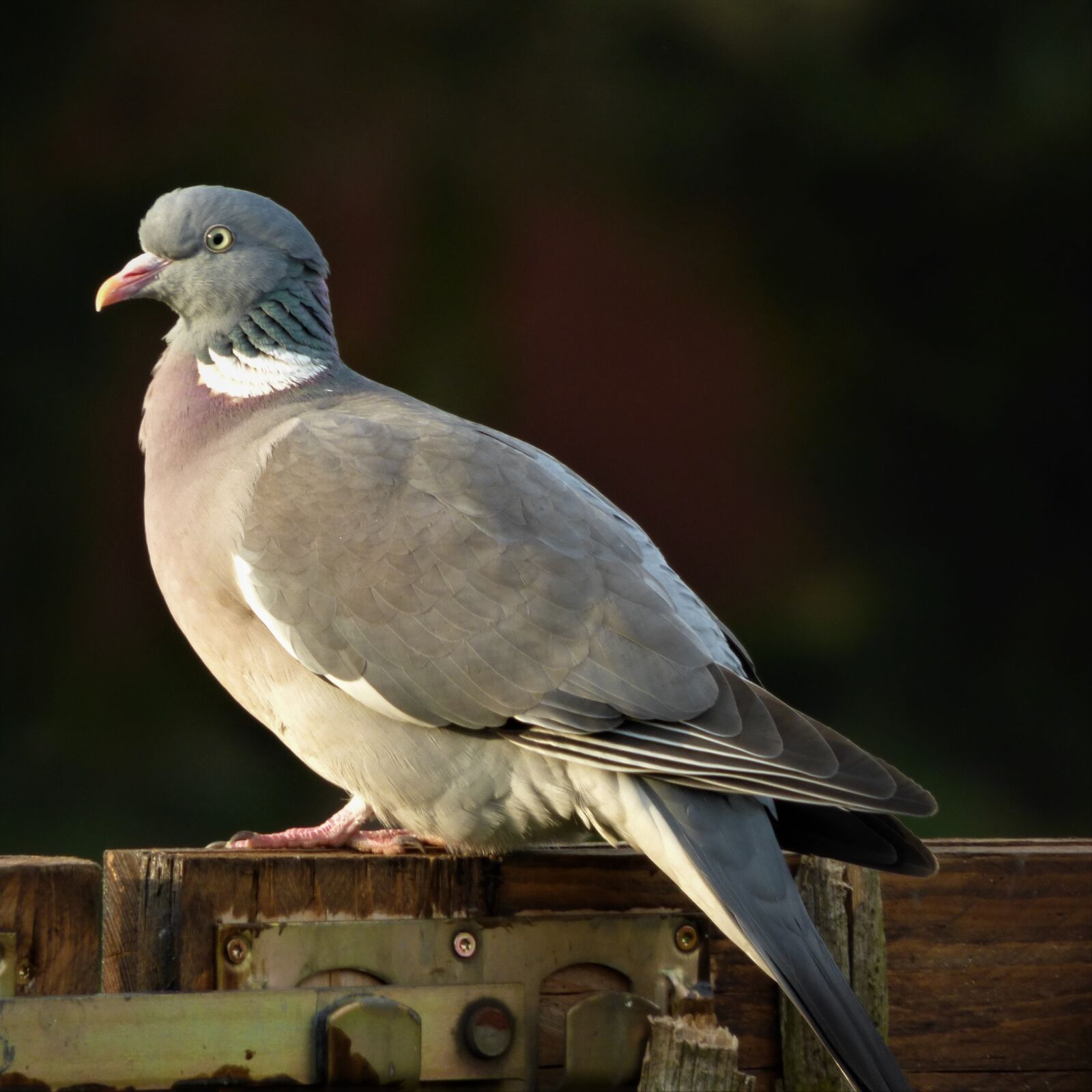 Panasonic DMC-FZ72 sample photo. Dove, plumage, bird photography