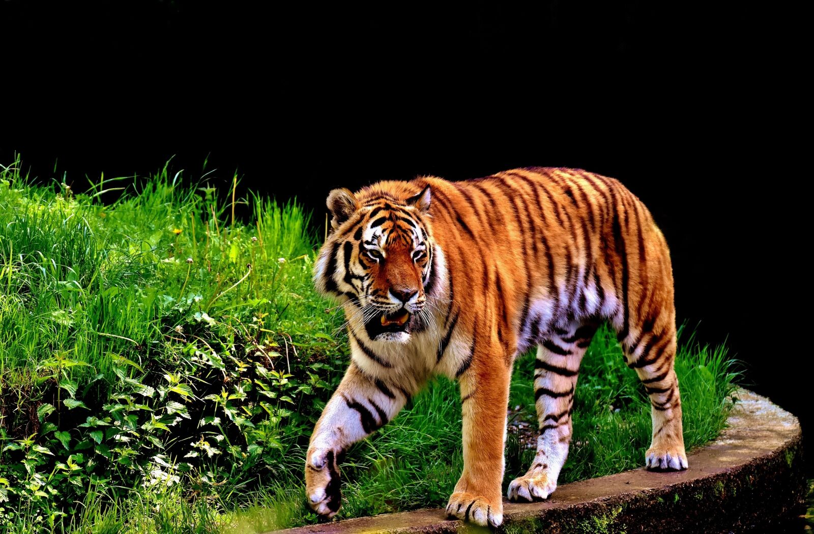 Nikon D7200 sample photo. Tiger, predator, fur photography
