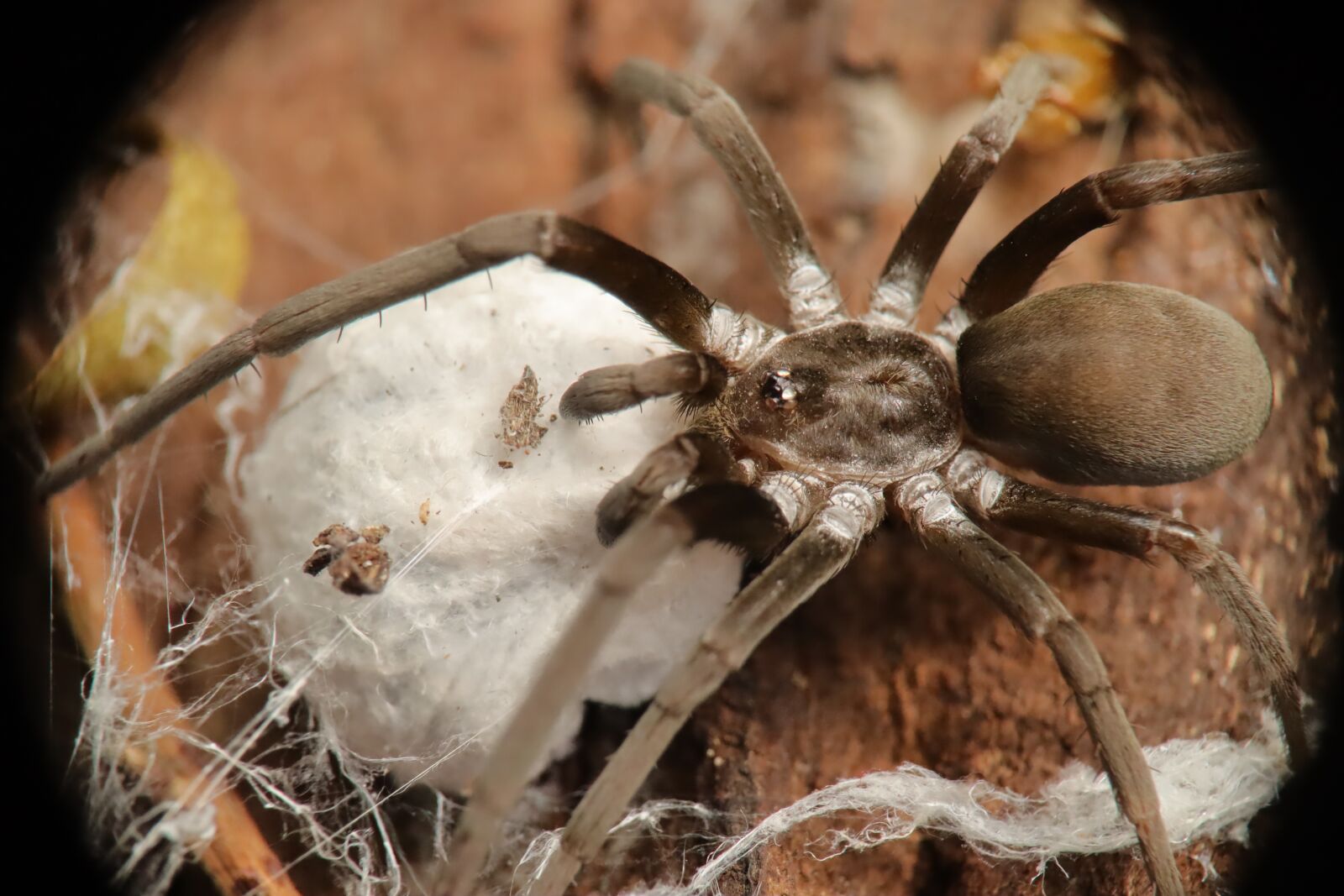 Canon EF-M 15-45mm F3.5-6.3 IS STM sample photo. Arachnid, spider, tarantulas photography