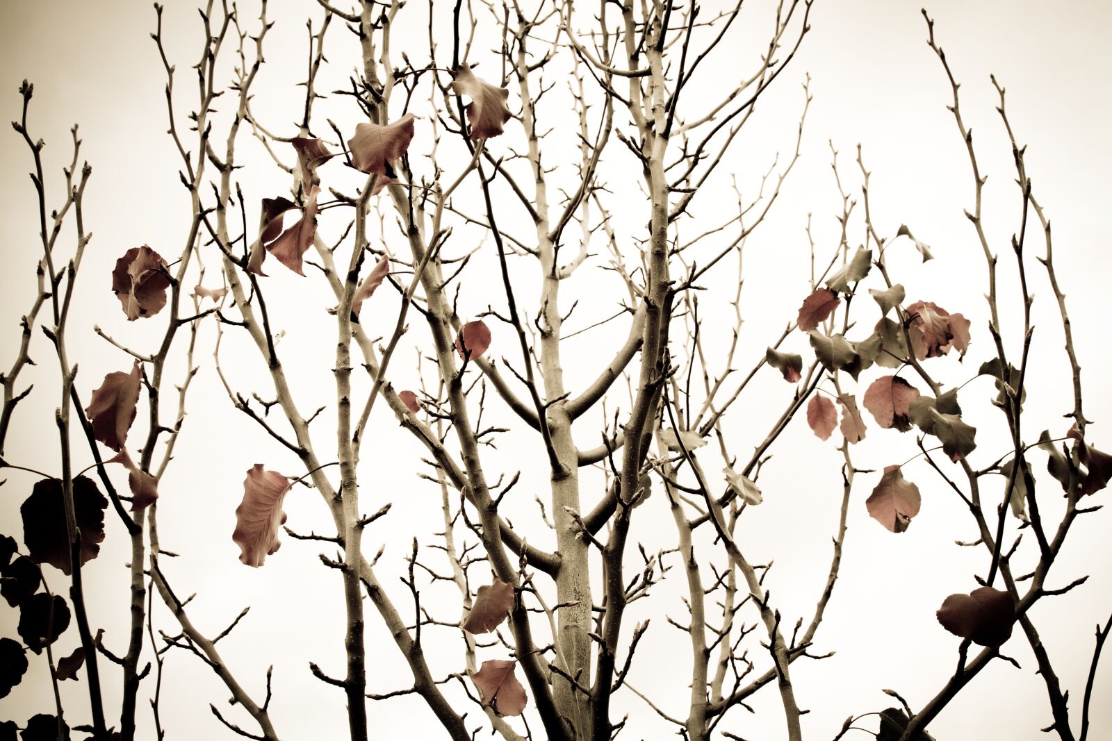 Canon EOS 7D sample photo. Pear tree, branches, tree photography