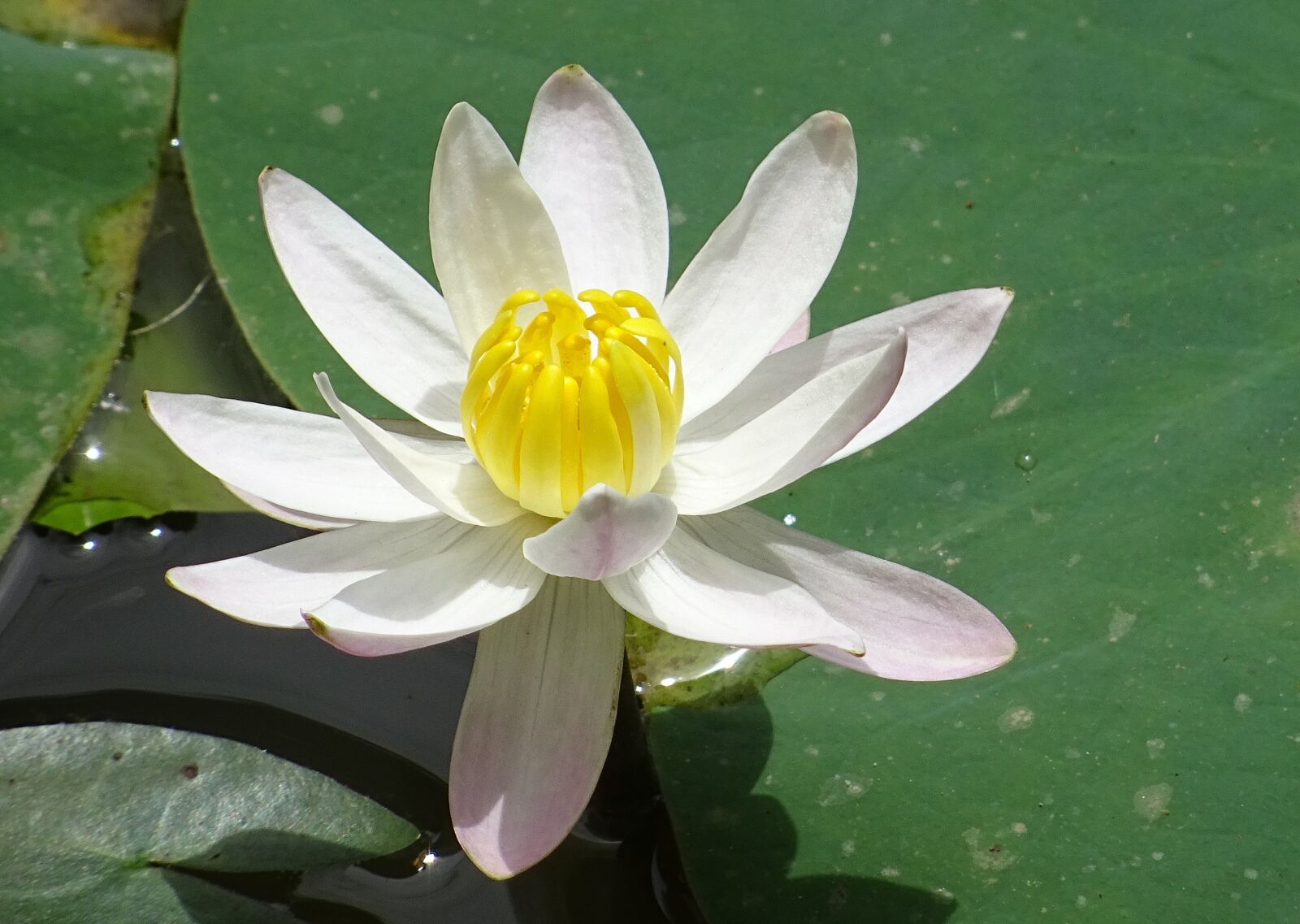 Sony DSC-HX60V sample photo. Lily, flower, waterlily photography