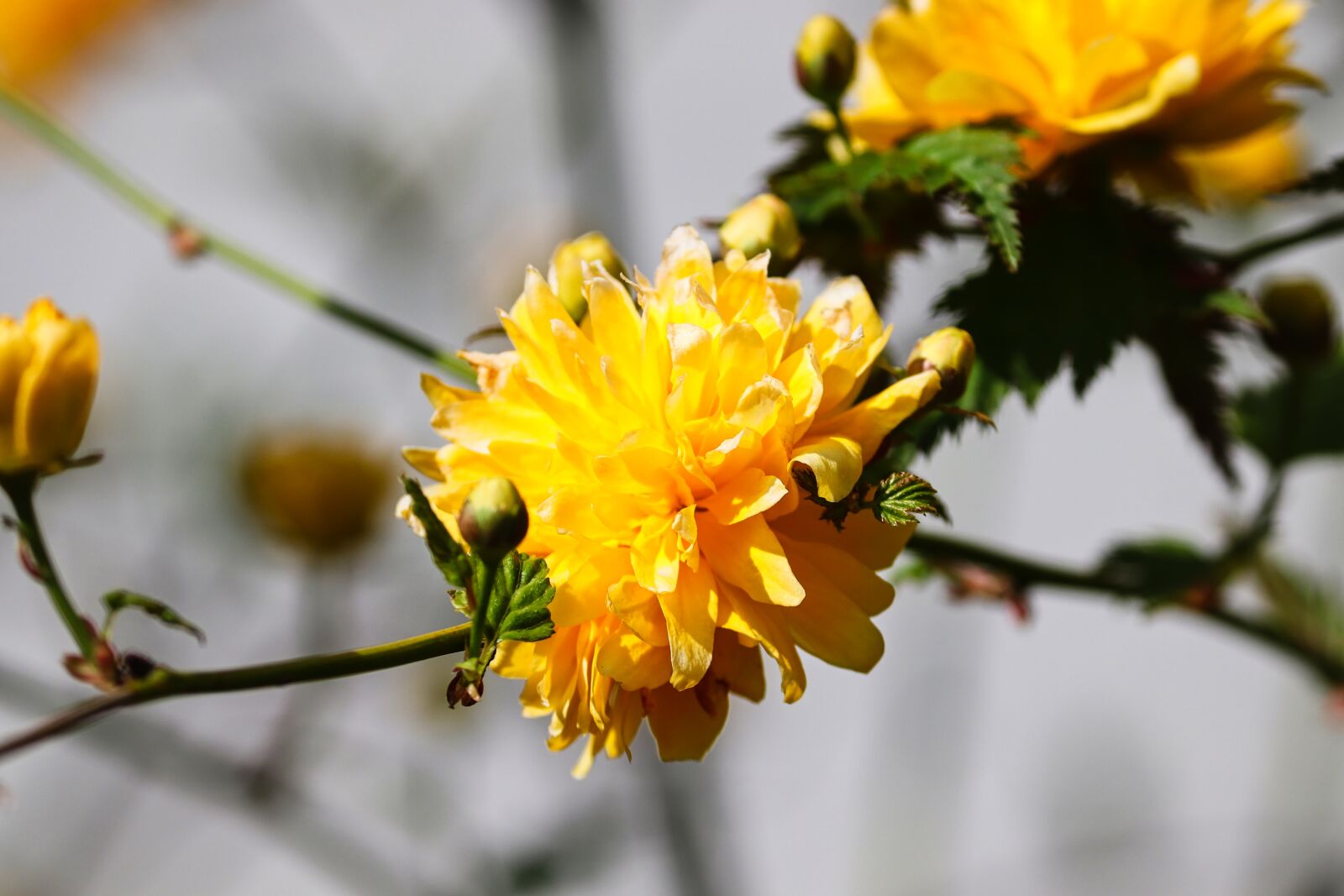 Canon EOS 200D (EOS Rebel SL2 / EOS Kiss X9) sample photo. Ranunkel shrub, blossom, bloom photography