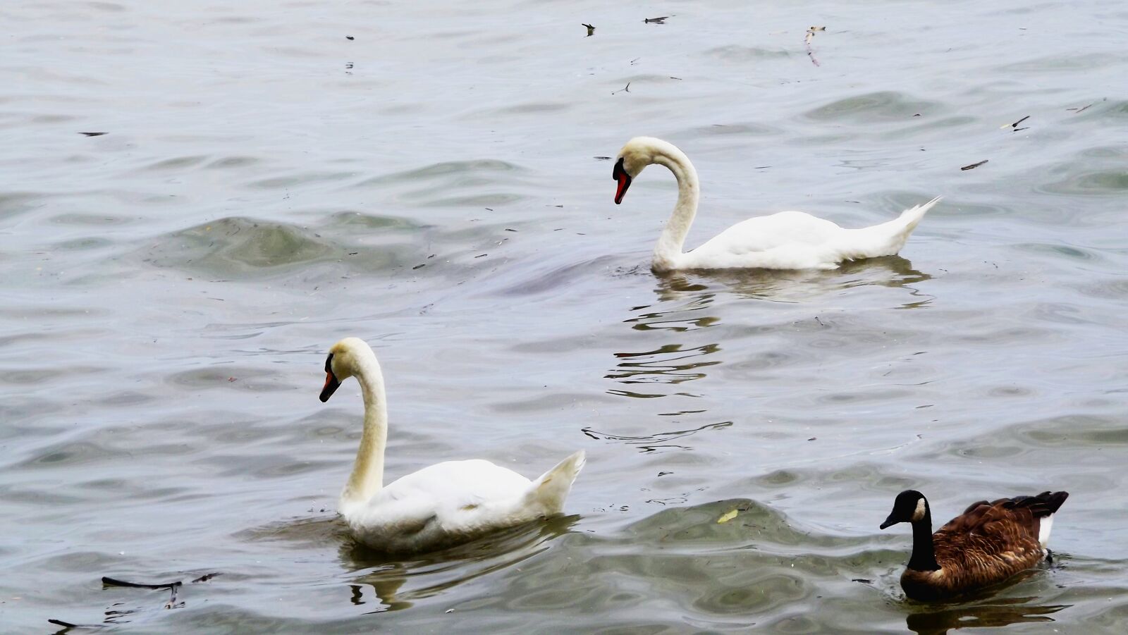 Fujifilm FinePix S3400 sample photo. Fauna, birds, swans photography