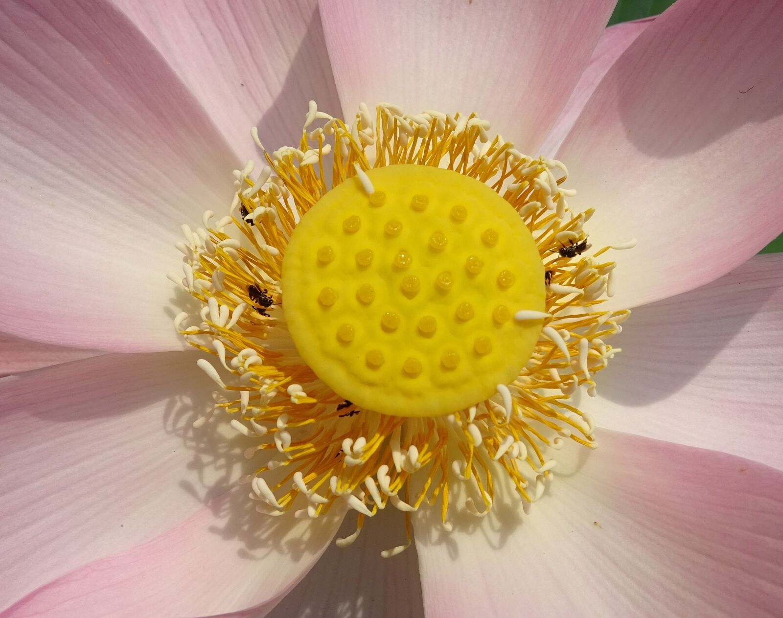 Sony DSC-HX60V sample photo. Lotus, flower, pink photography