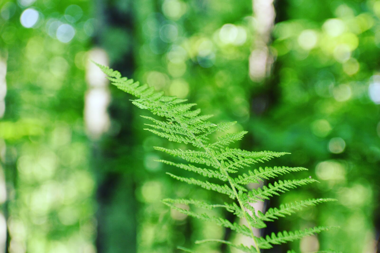 Nikon D5600 sample photo. Leaf, green, nature photography