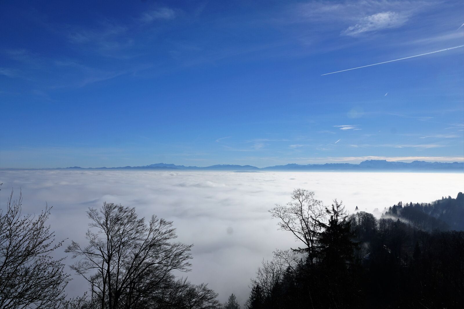 Sony ILCA-77M2 + Sony DT 16-50mm F2.8 SSM sample photo. Forest, sun, uetliberg photography