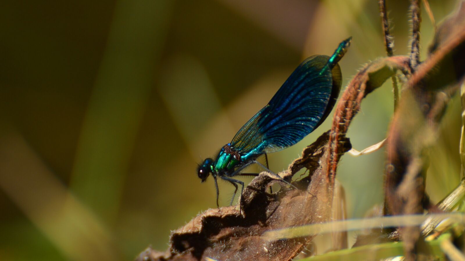 Nikon D3200 sample photo. Pozuj ca, blue, wa photography