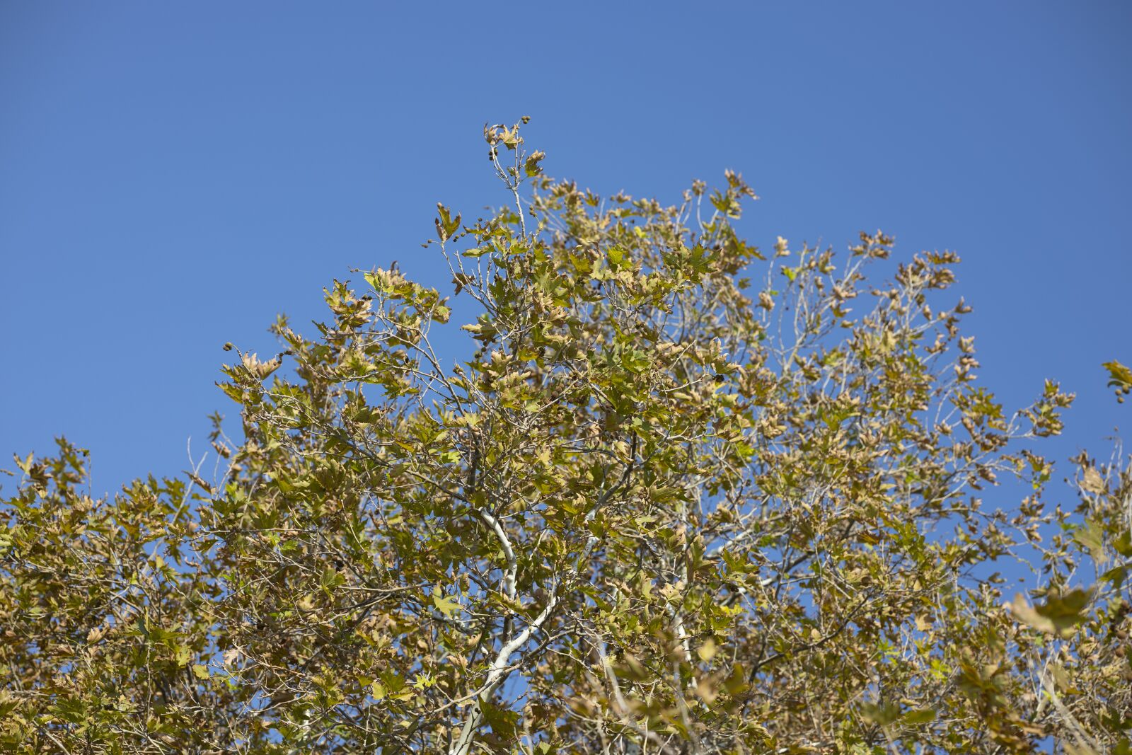 Canon RF 85mm F1.2L USM sample photo. Tree, nature, leaves photography