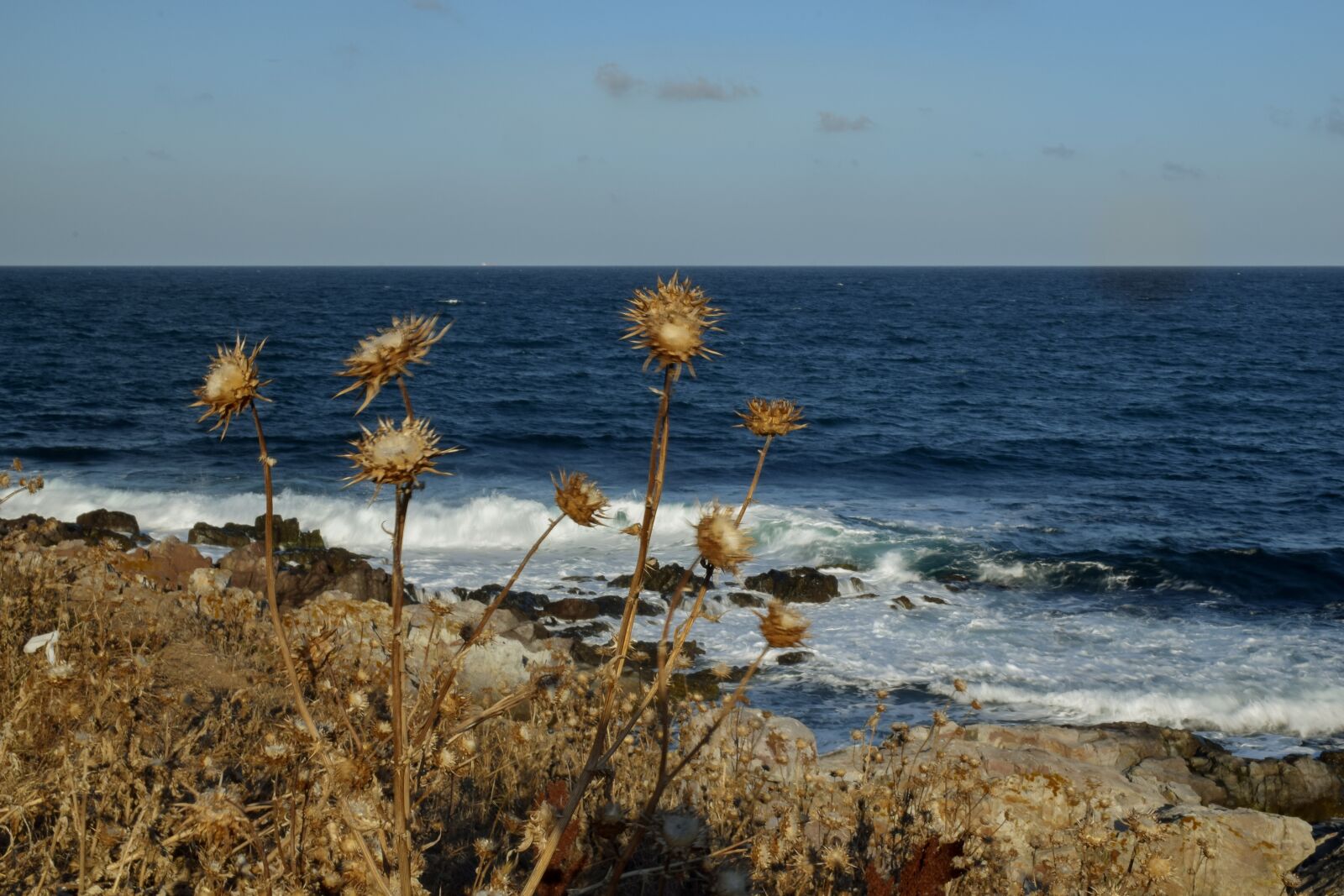 Nikon D5300 sample photo. Autumn, sea, thorns photography