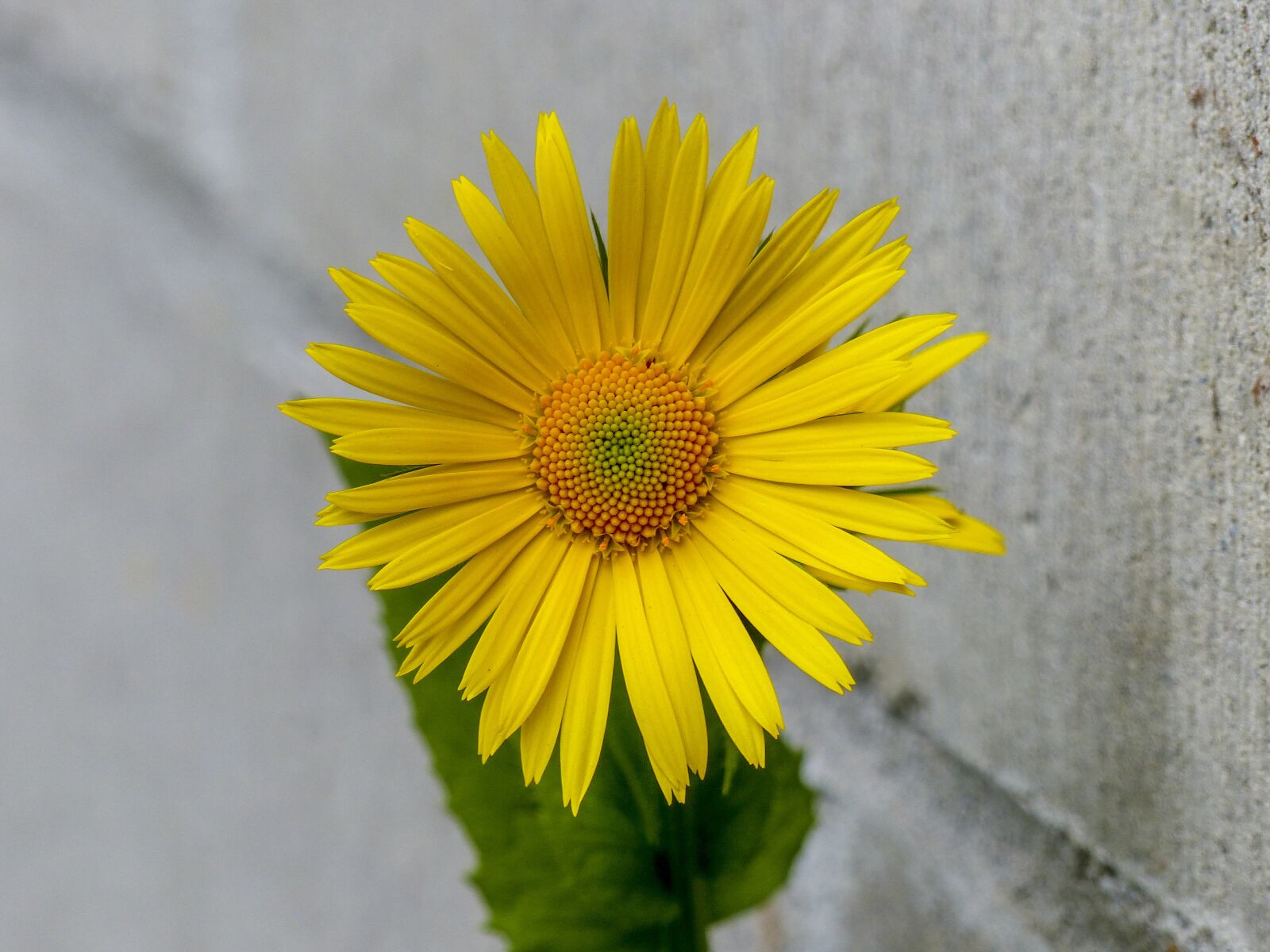 Panasonic Lumix DMC-FZ200 sample photo. Flower, daisy, yellow photography