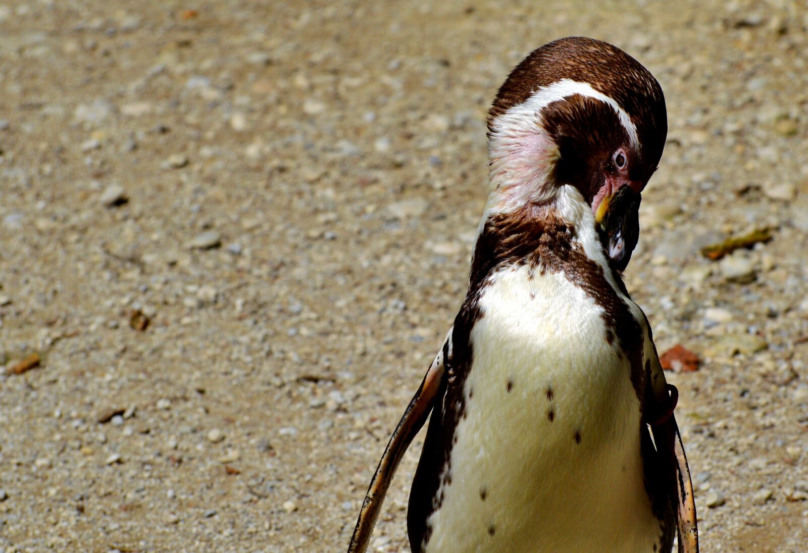 Nikon D3200 sample photo. Penguin, bird, water bird photography
