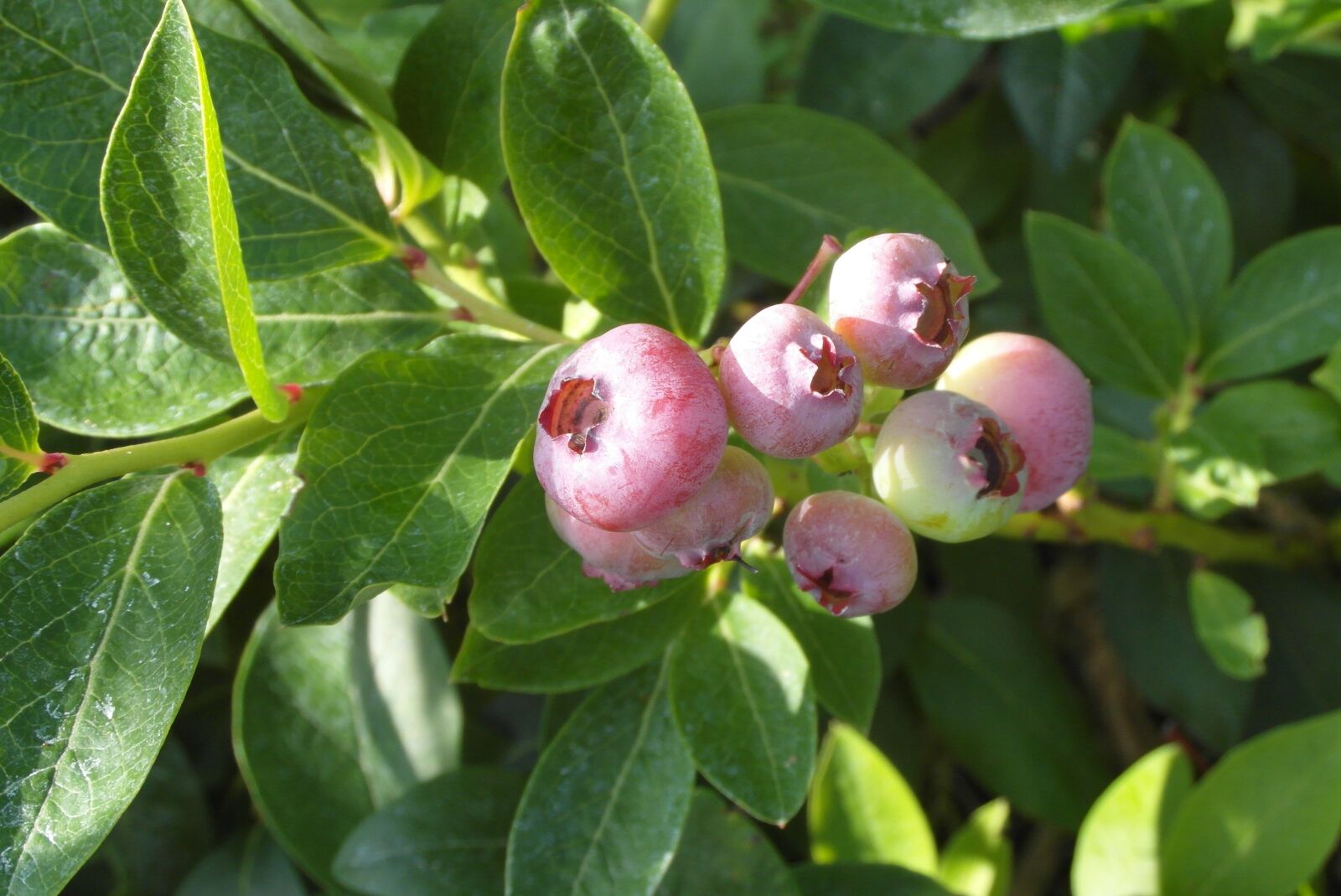 Samsung WB750 sample photo. Bilberry american, immature, fruit photography