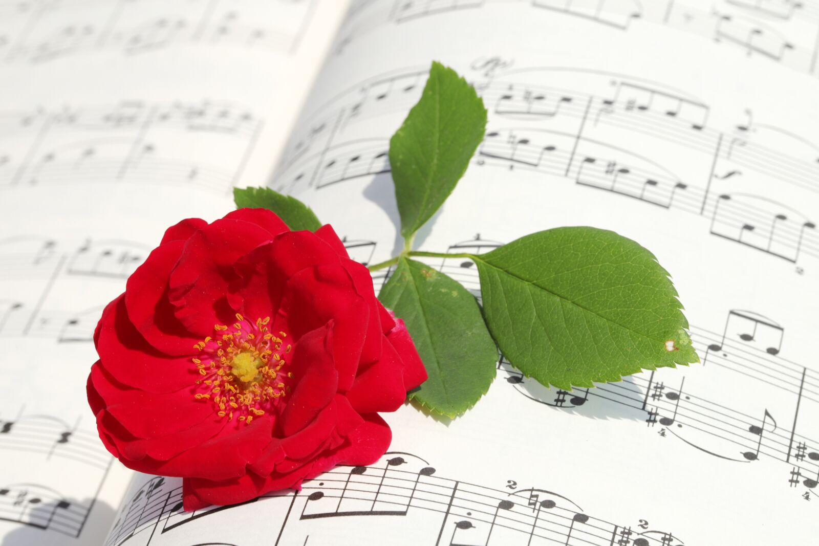 Canon EOS 6D Mark II sample photo. Rose, roses flowers, romantic photography