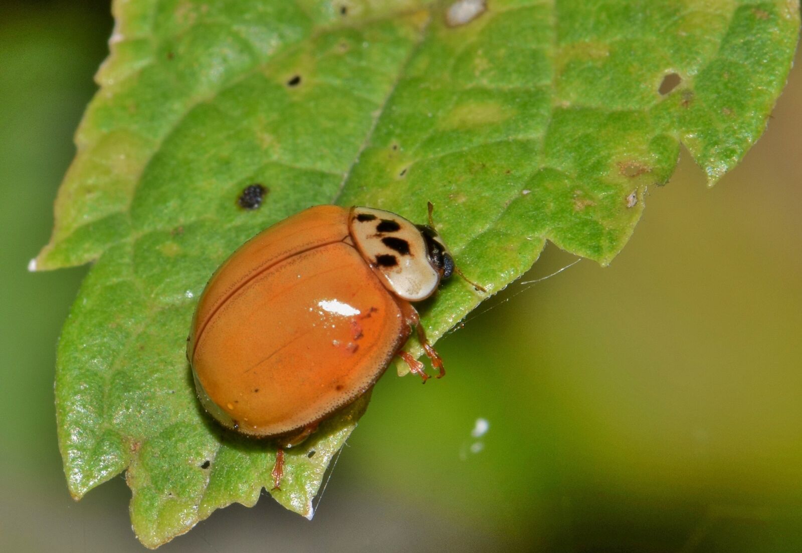 Nikon D5300 sample photo. Ladybug, ladybird, lady beetle photography