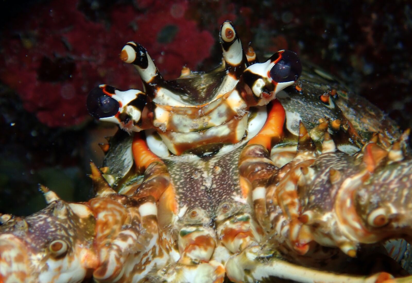 Olympus TG-5 sample photo. Lobster, underwater, ocean photography