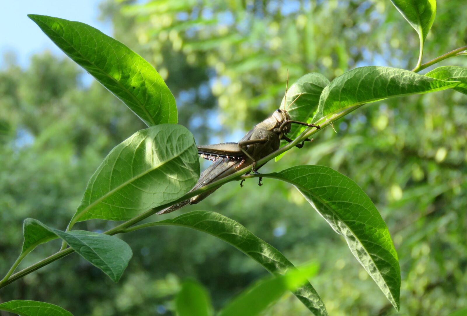 Canon PowerShot SX60 HS sample photo. Grasshopper, locust, insect photography