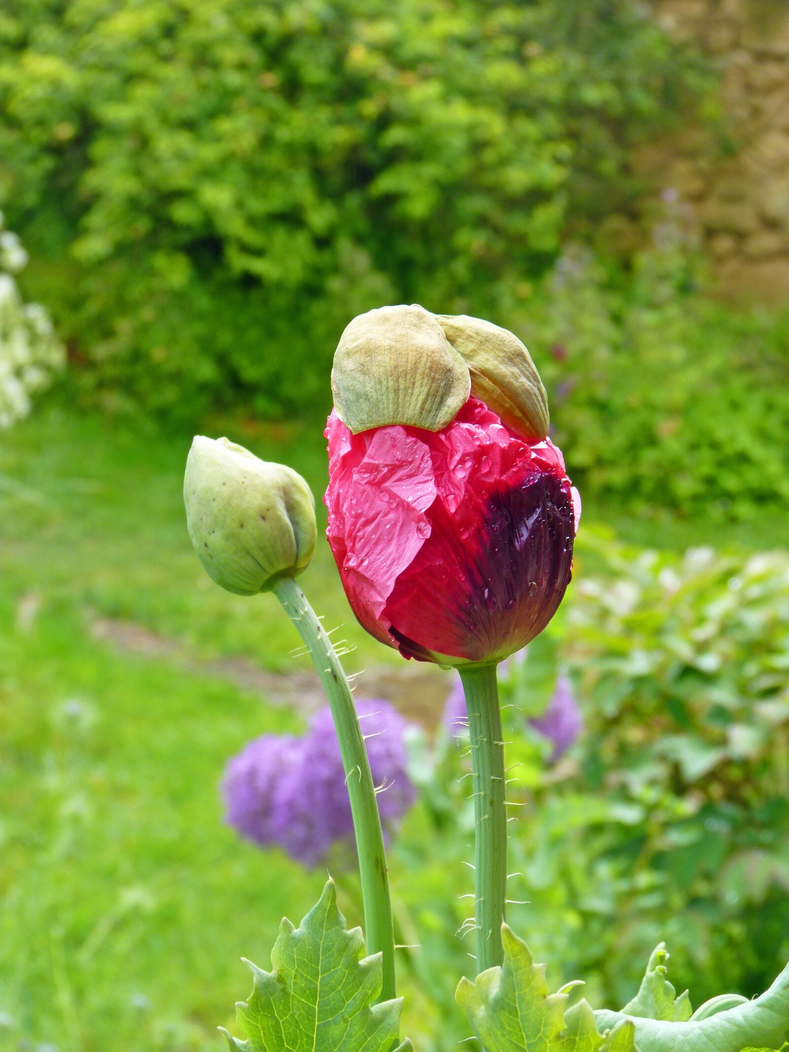 Panasonic Lumix DMC-FZ35 (Lumix DMC-FZ38) sample photo. Flower, pink poppy, pink photography
