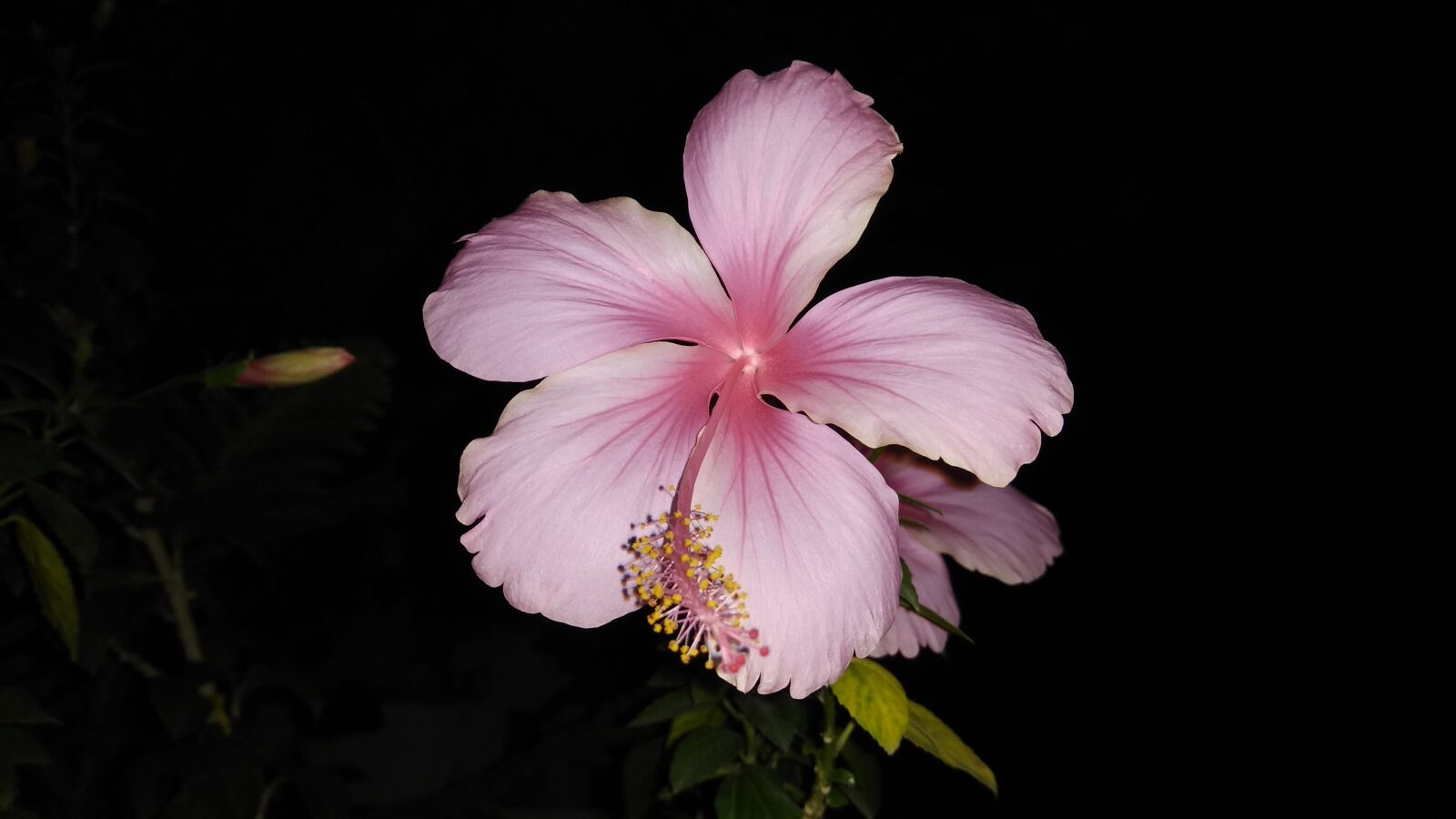 Xiaomi Redmi Note 4 sample photo. Light pink hibiscus, dark photography