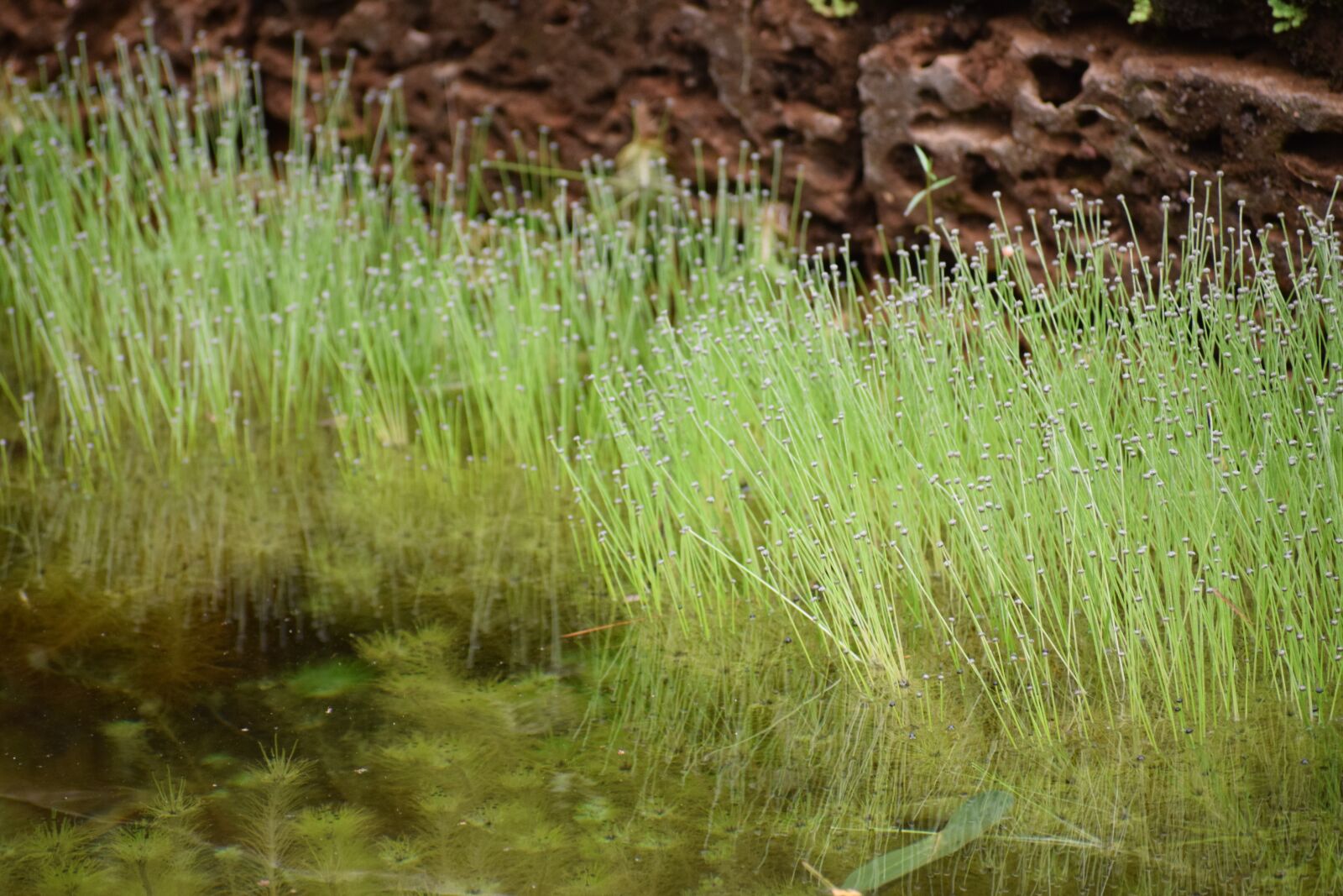 Nikon D5300 sample photo. Grass, green, nature photography