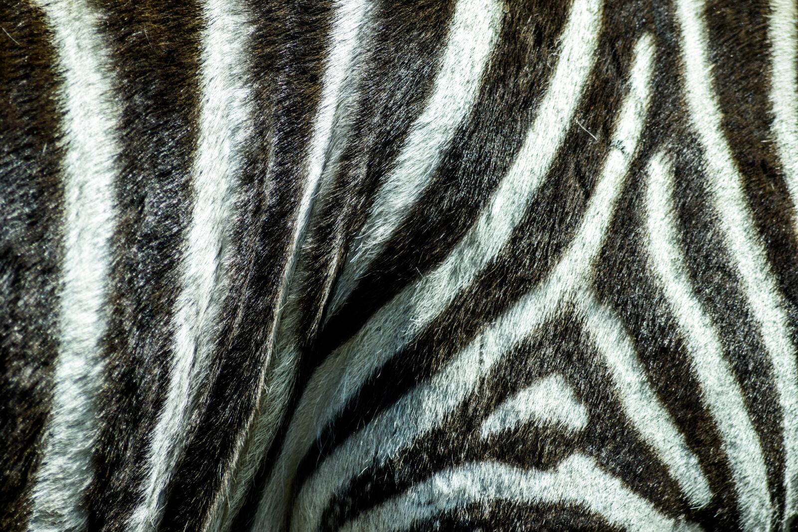 Nikon D5300 sample photo. Zoo, paugres, ardeche photography