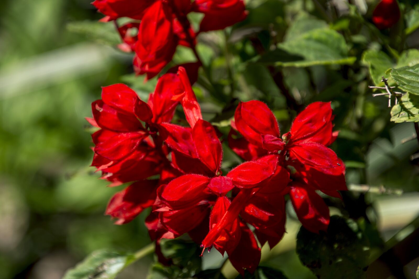 Canon EOS 700D (EOS Rebel T5i / EOS Kiss X7i) sample photo. Rosa, ornamental flower, garden photography