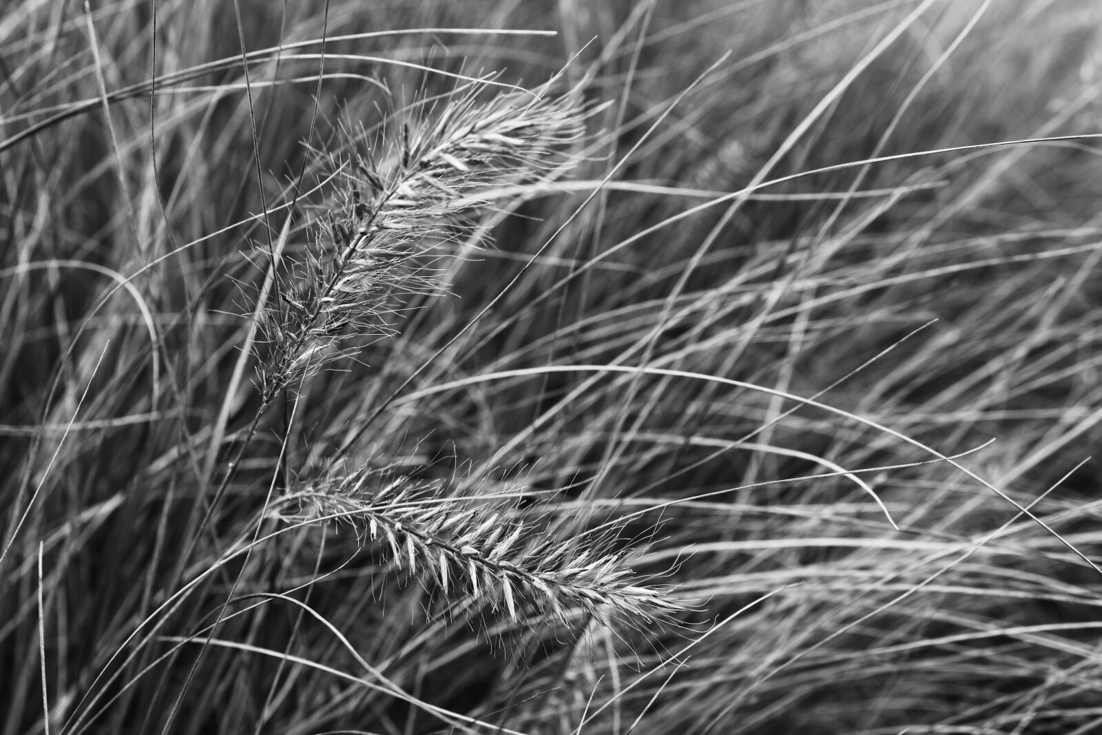 Canon EOS 2000D (EOS Rebel T7 / EOS Kiss X90 / EOS 1500D) sample photo. Reed, plant, grass photography