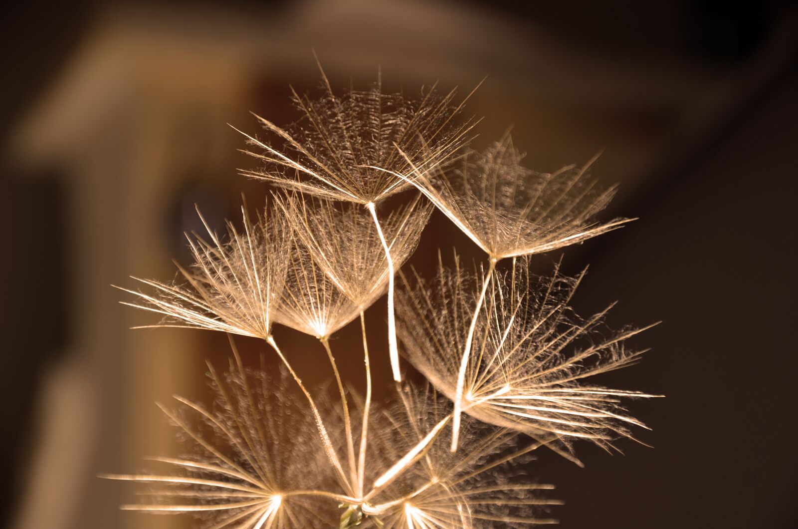 Nikon D7000 sample photo. Nature, bright, flora photography