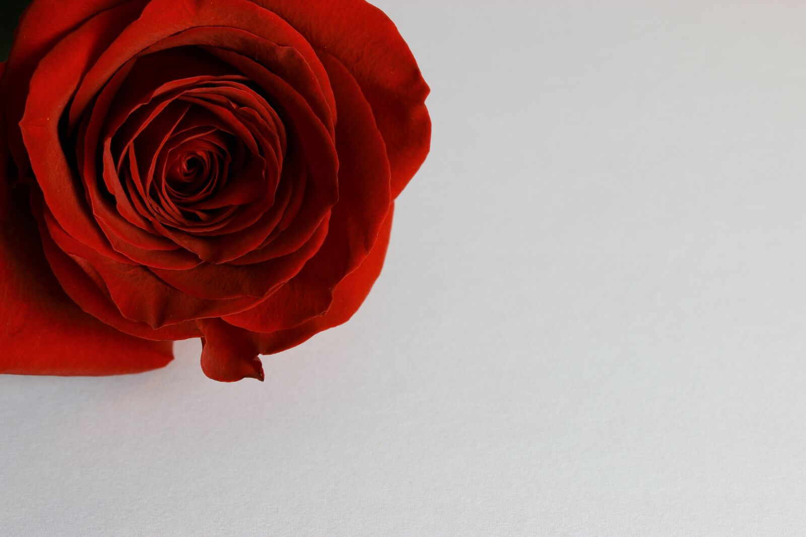 Canon EOS 600D (Rebel EOS T3i / EOS Kiss X5) sample photo. Rose, flower, desktop photography