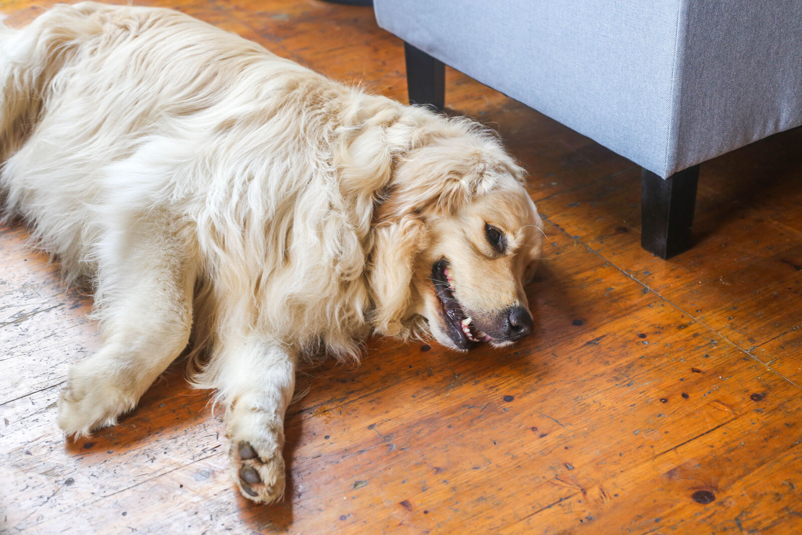 Canon EOS 6D + Canon EF 50mm F1.8 STM sample photo. Golden, dog photography