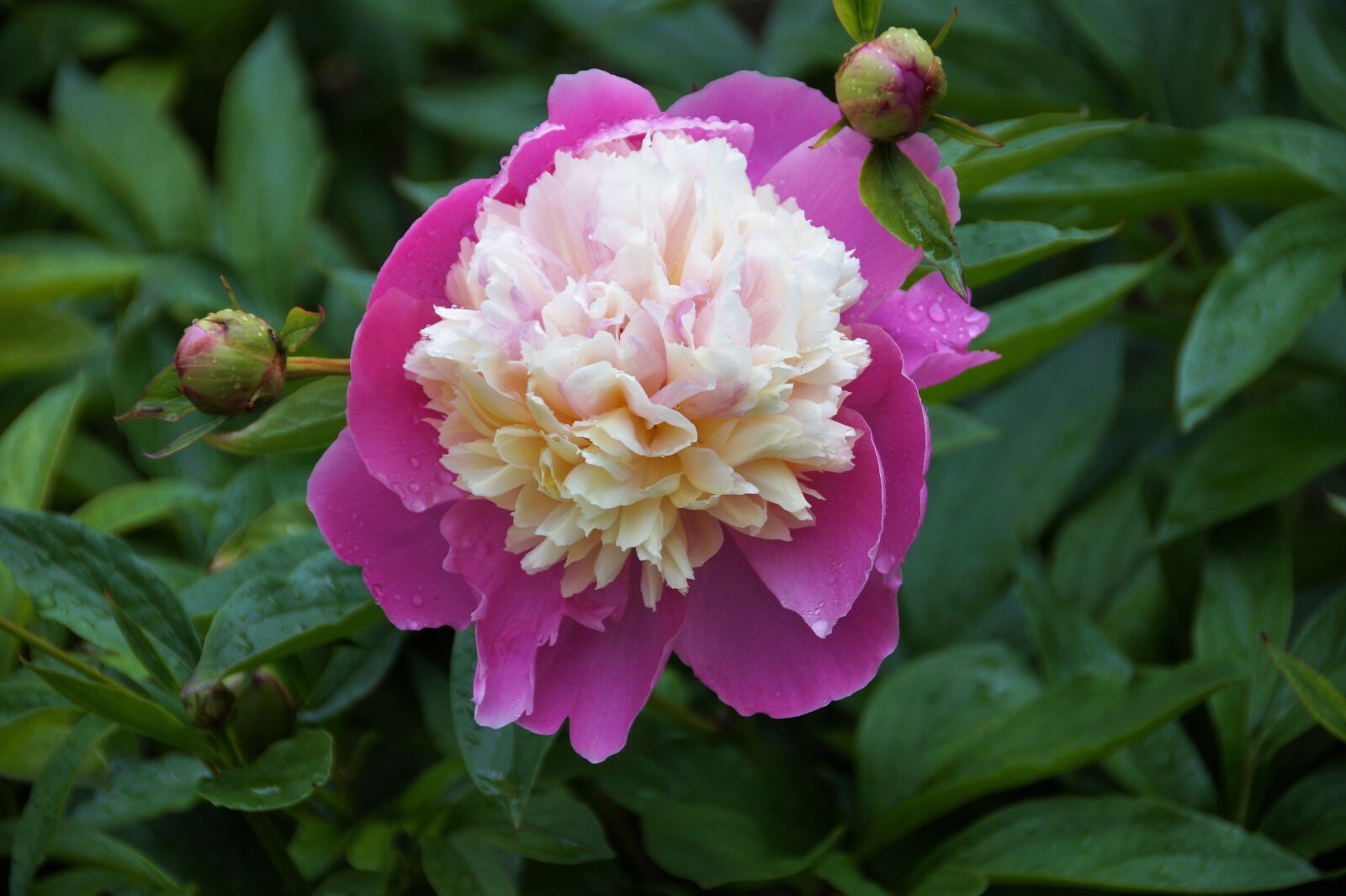 Sony SLT-A58 sample photo. Peony, flower, blossoming photography