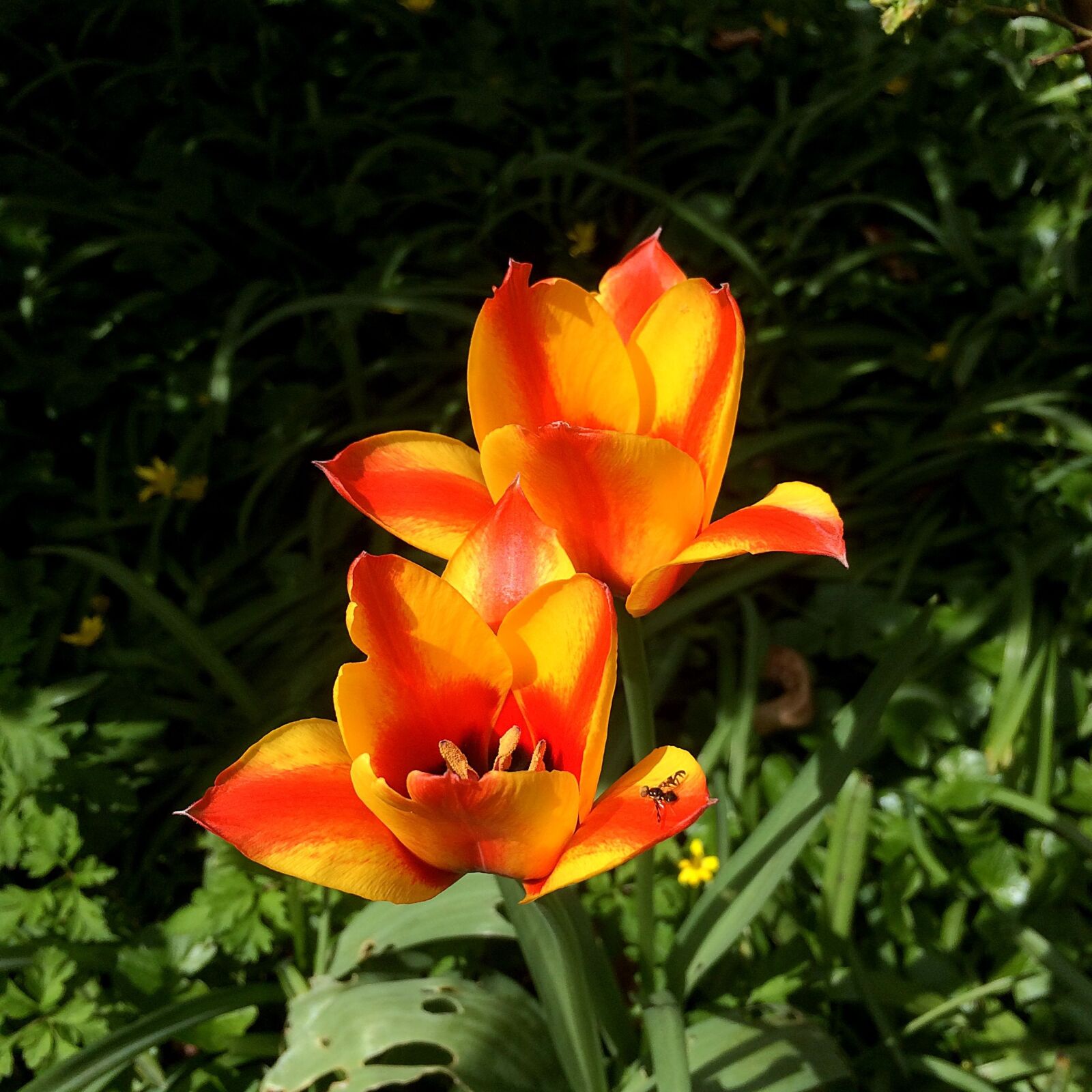 iPhone 5s back camera 4.15mm f/2.2 sample photo. Tulip, cape cod, lively photography