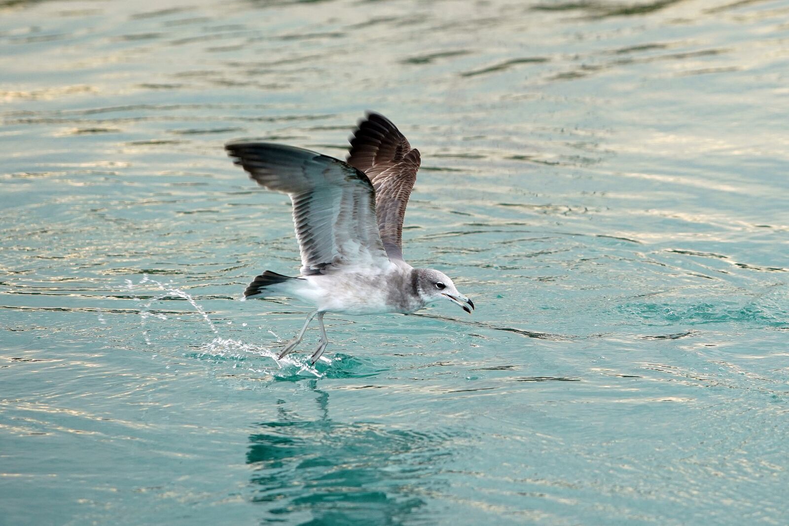 Canon EF 70-200mm F2.8L USM sample photo. Seagull, sea, bird photography
