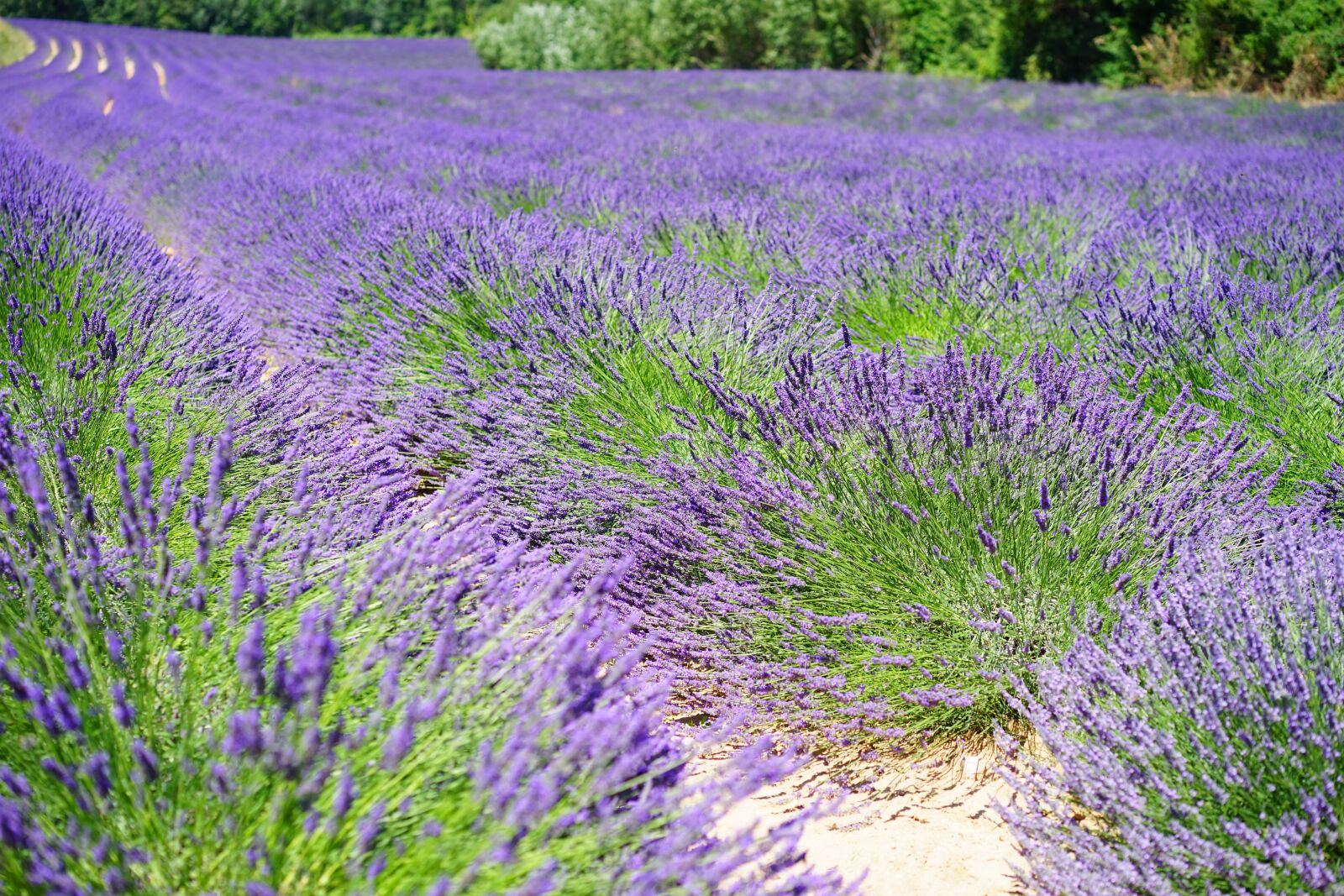 Sony a7 sample photo. Lavender cultivation, lavender, lavender photography