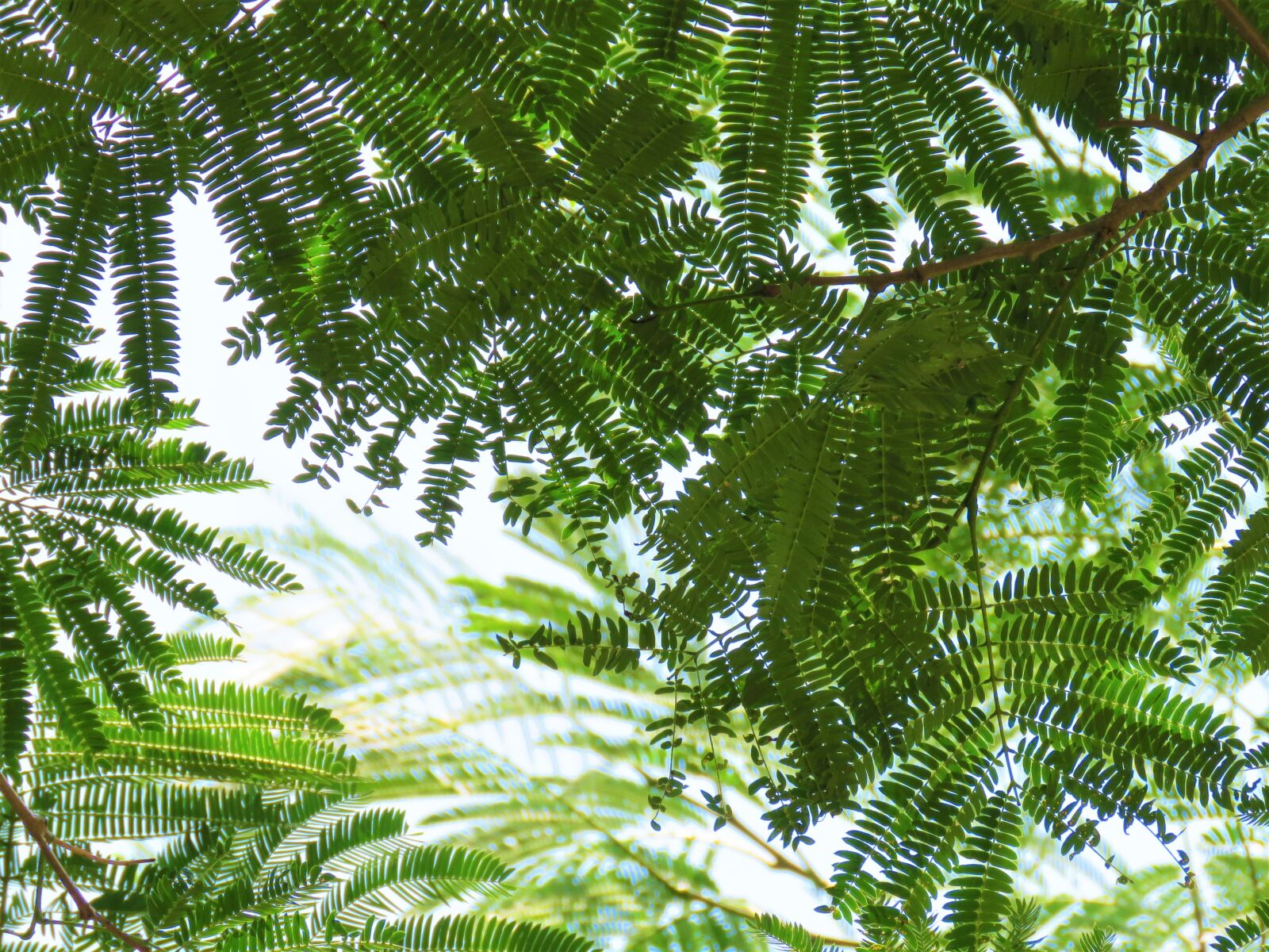 Canon PowerShot SX60 HS sample photo. Tree, leaves, fern photography