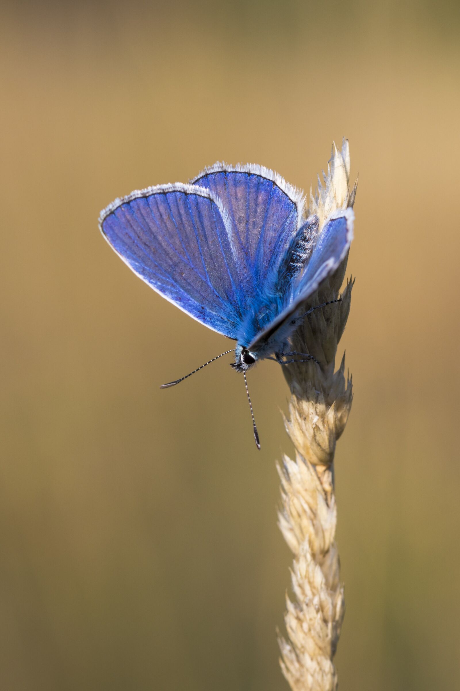 Canon EOS 80D sample photo. Butterfly, insect, macro photography